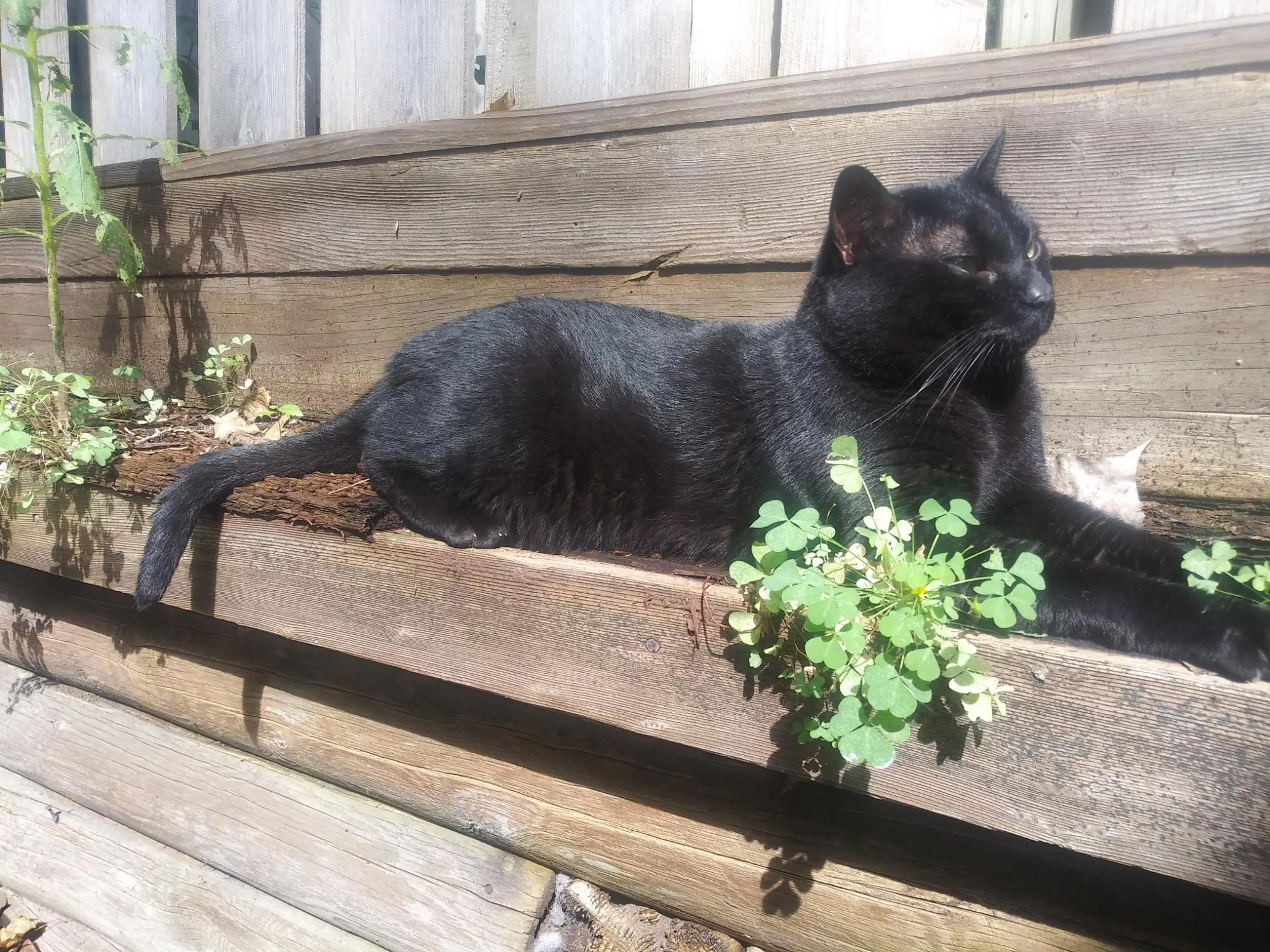 Lost pet