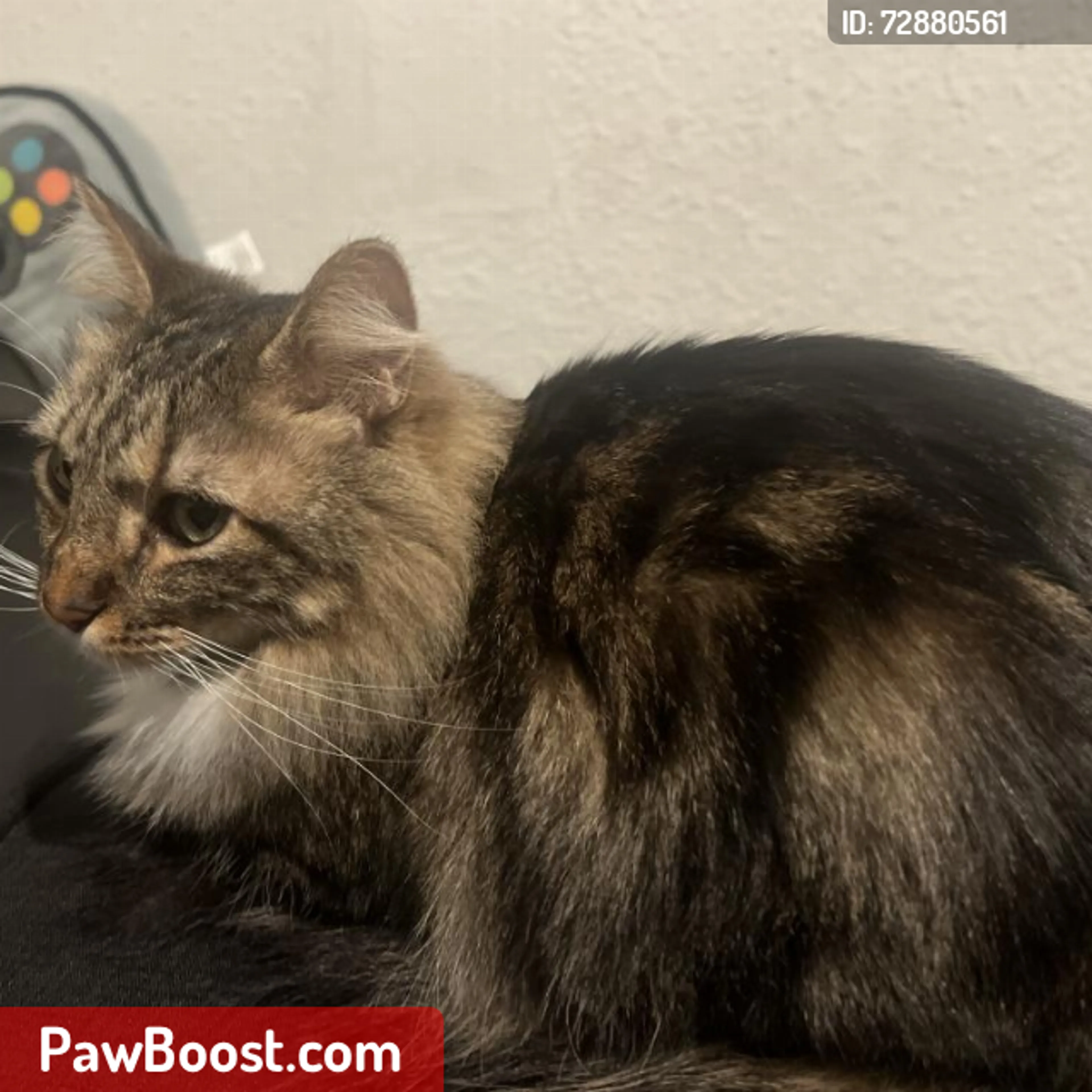 Lost pet
