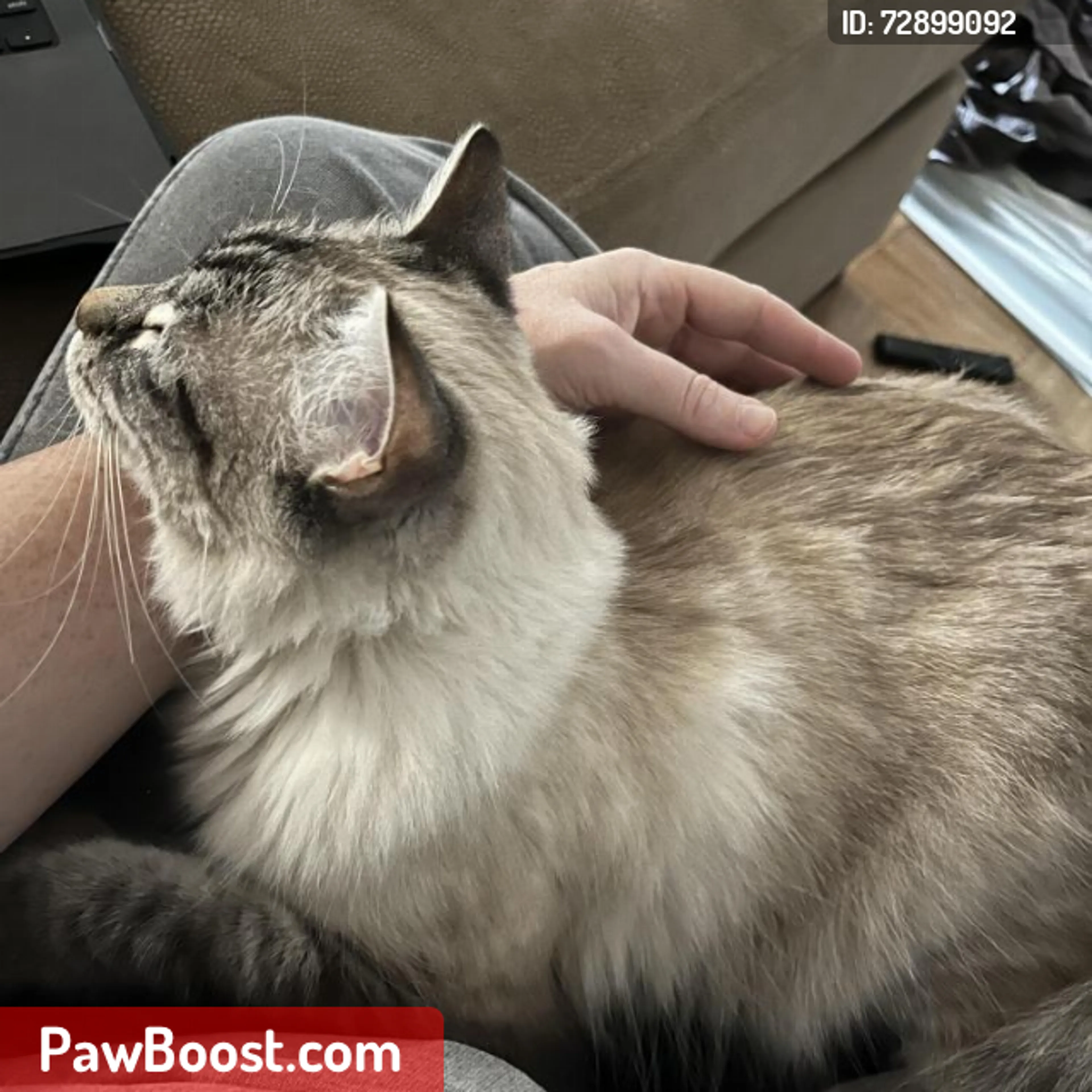 Lost pet