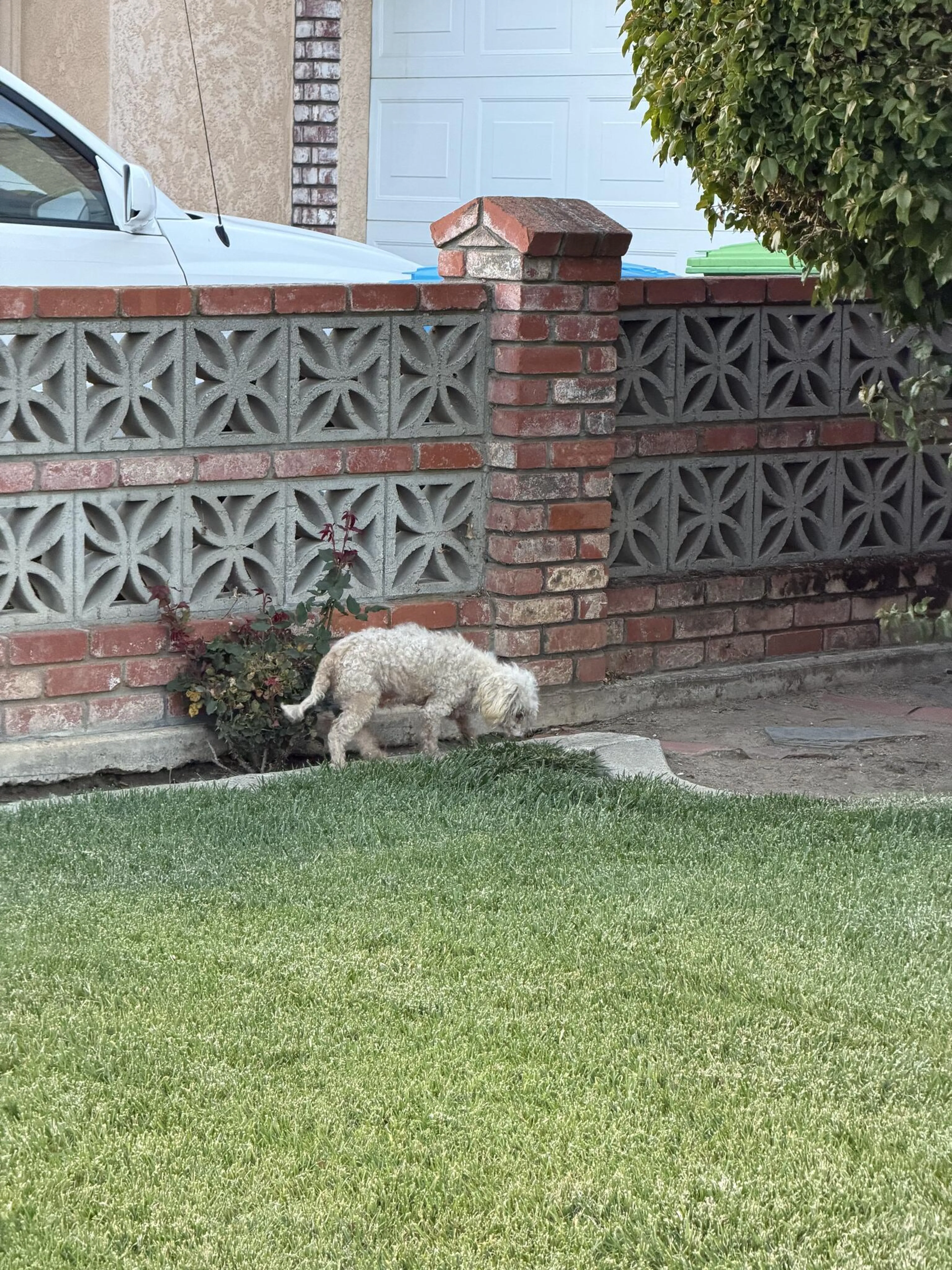 Found pet