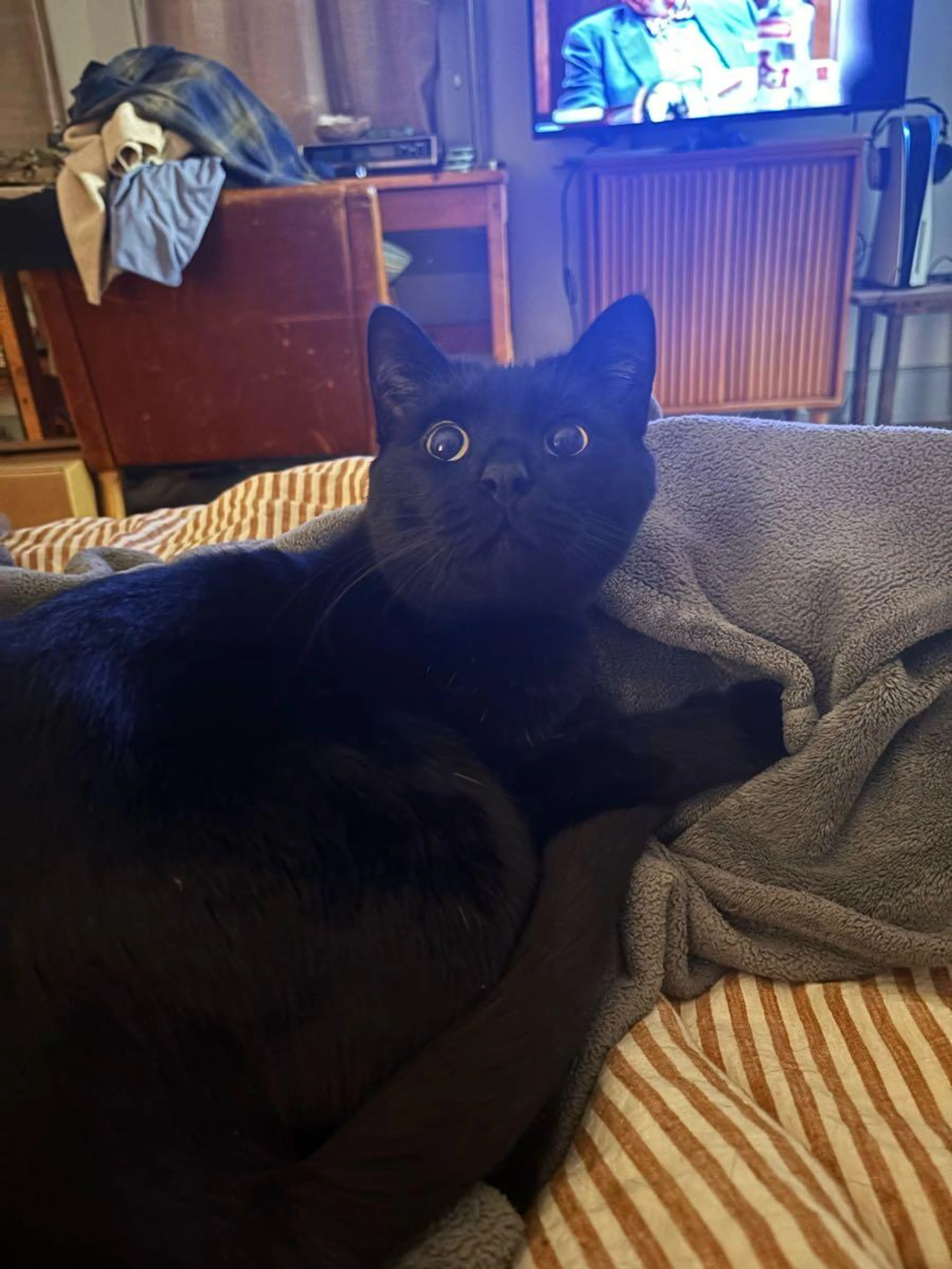 Lost pet