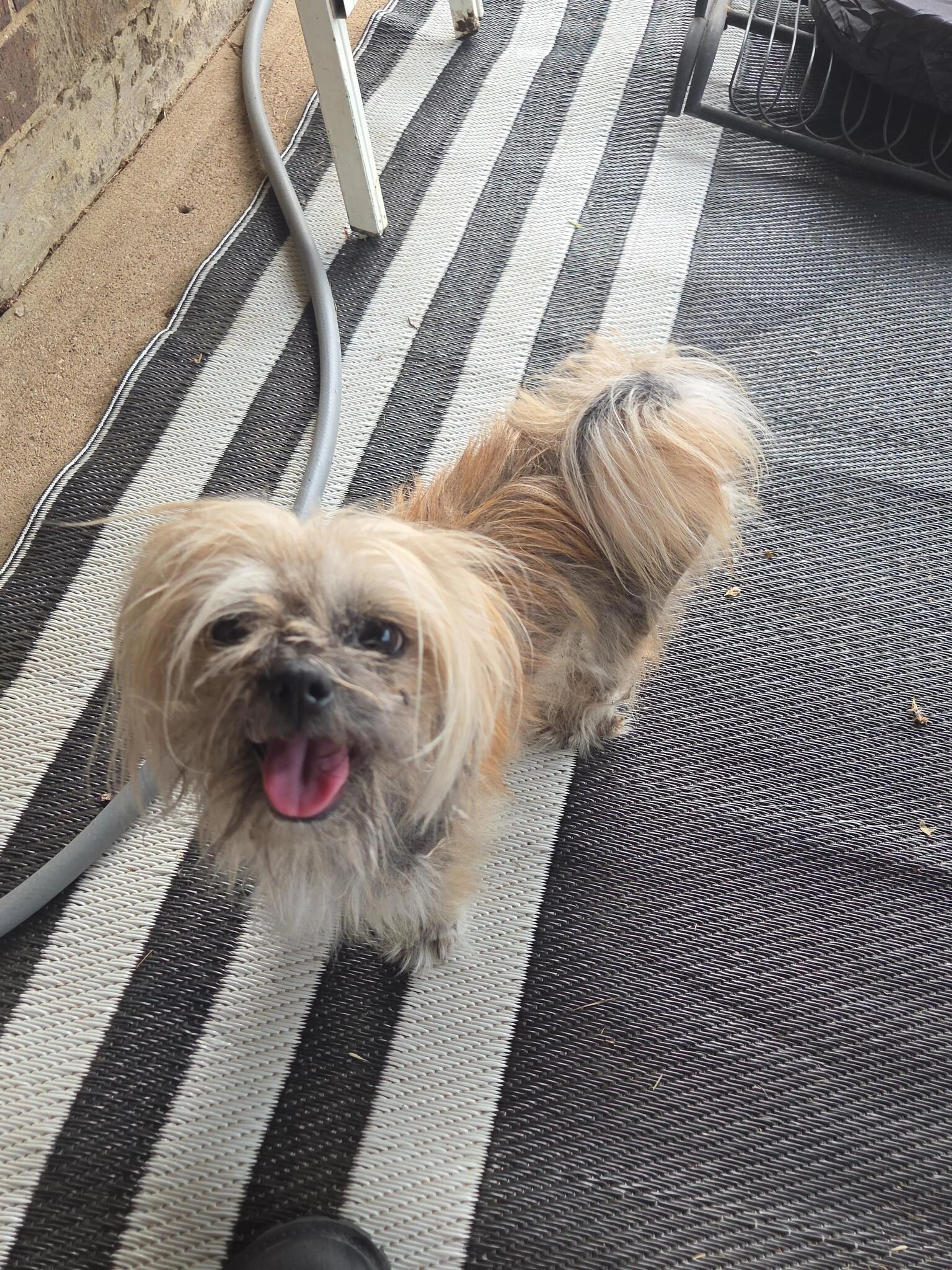 Found pet