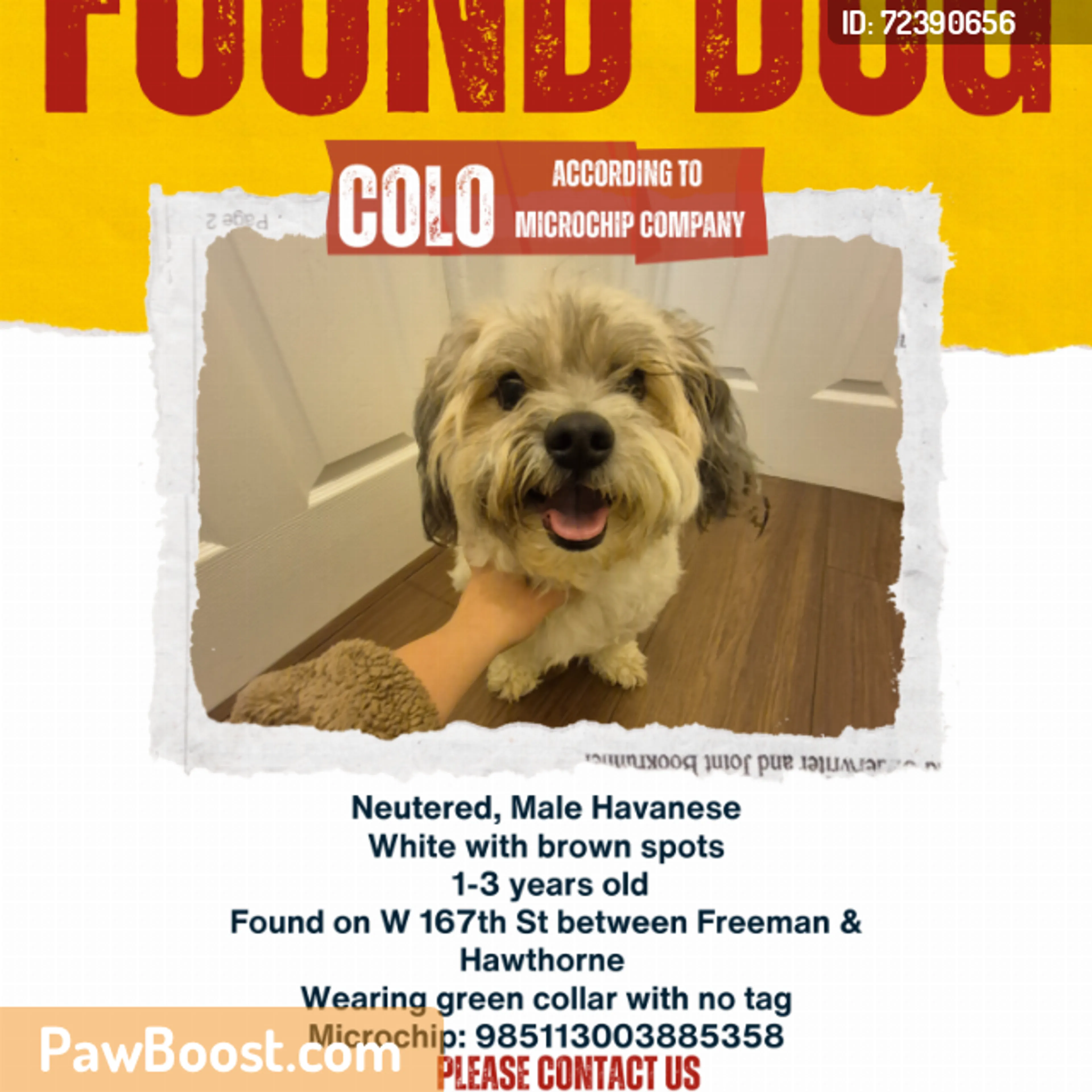 Found pet