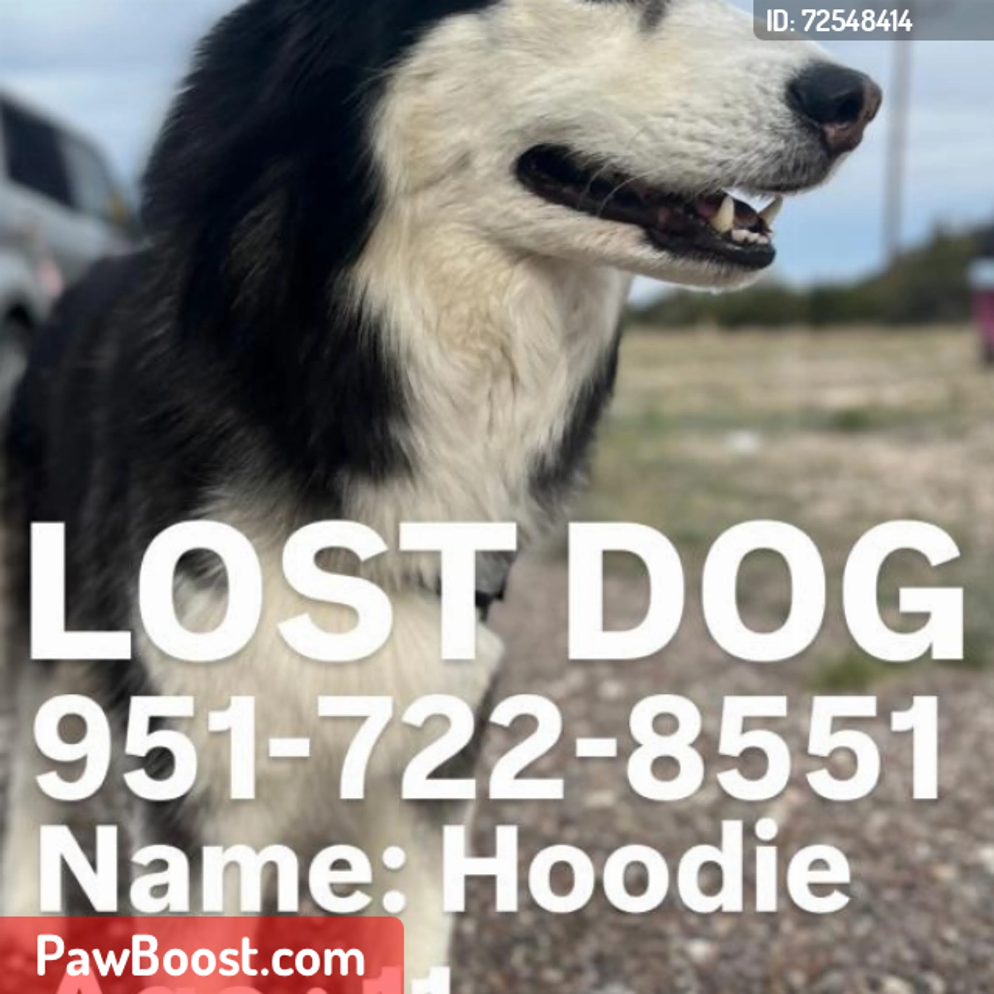 Lost pet