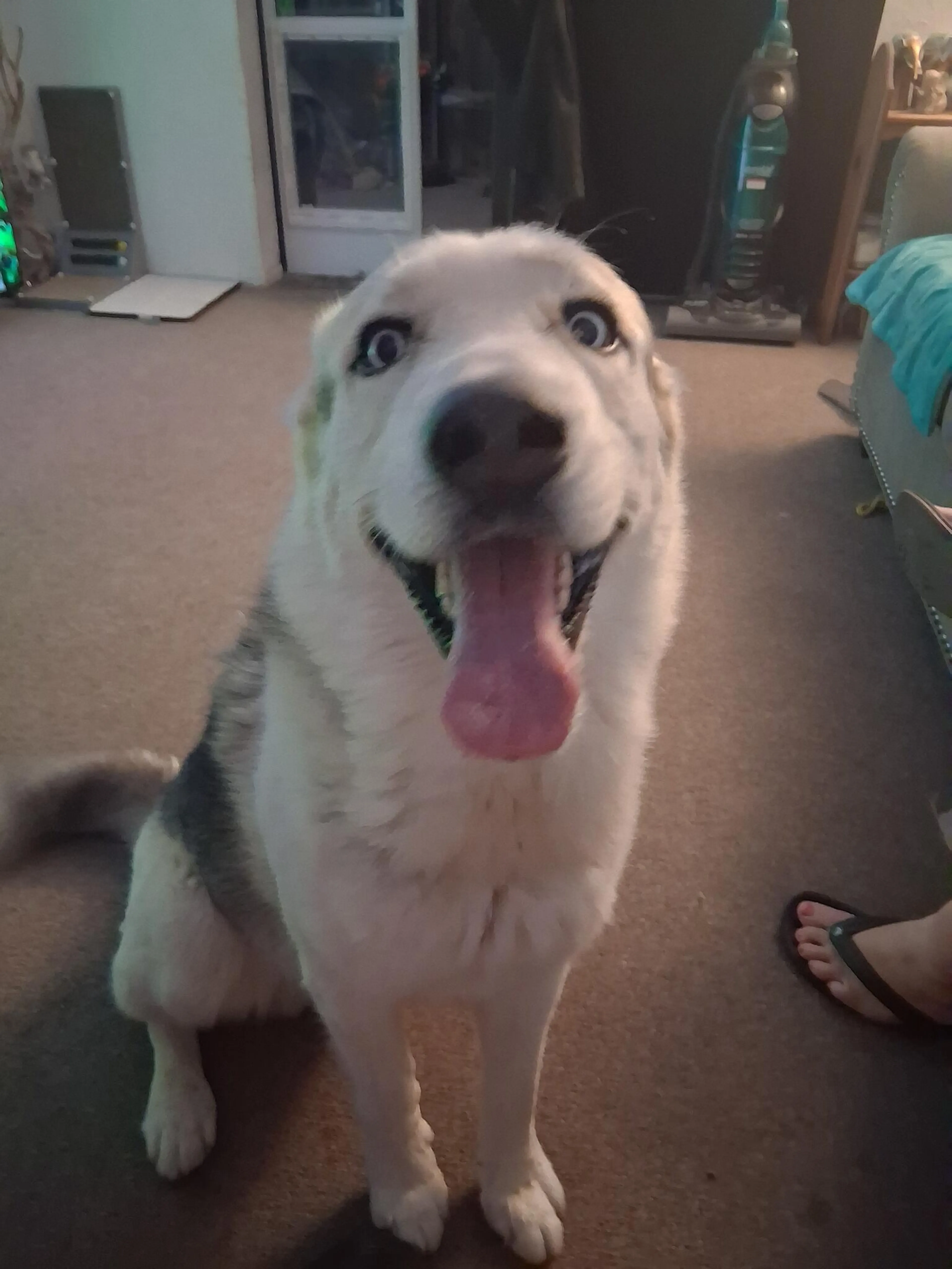 Found pet