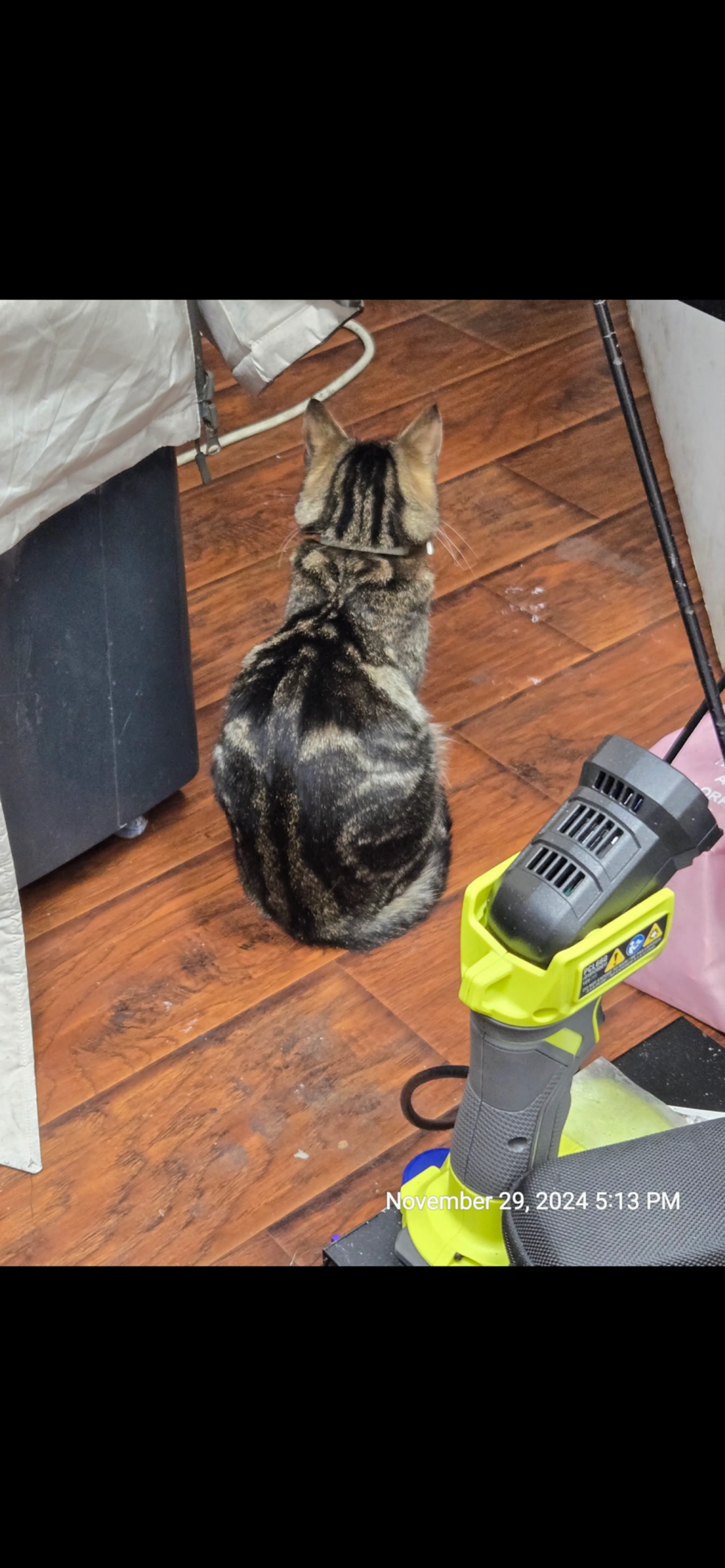Lost pet