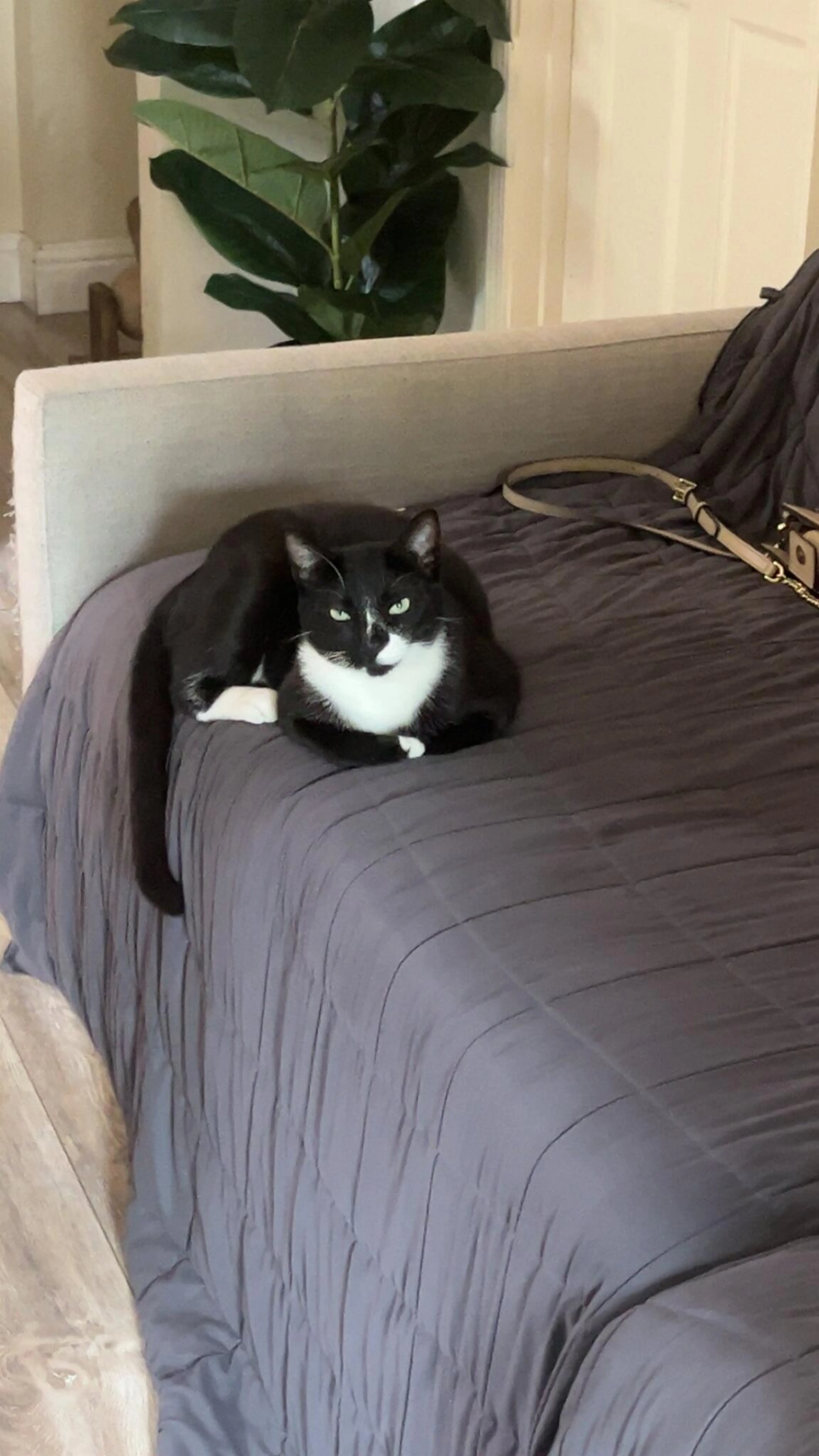 Lost pet
