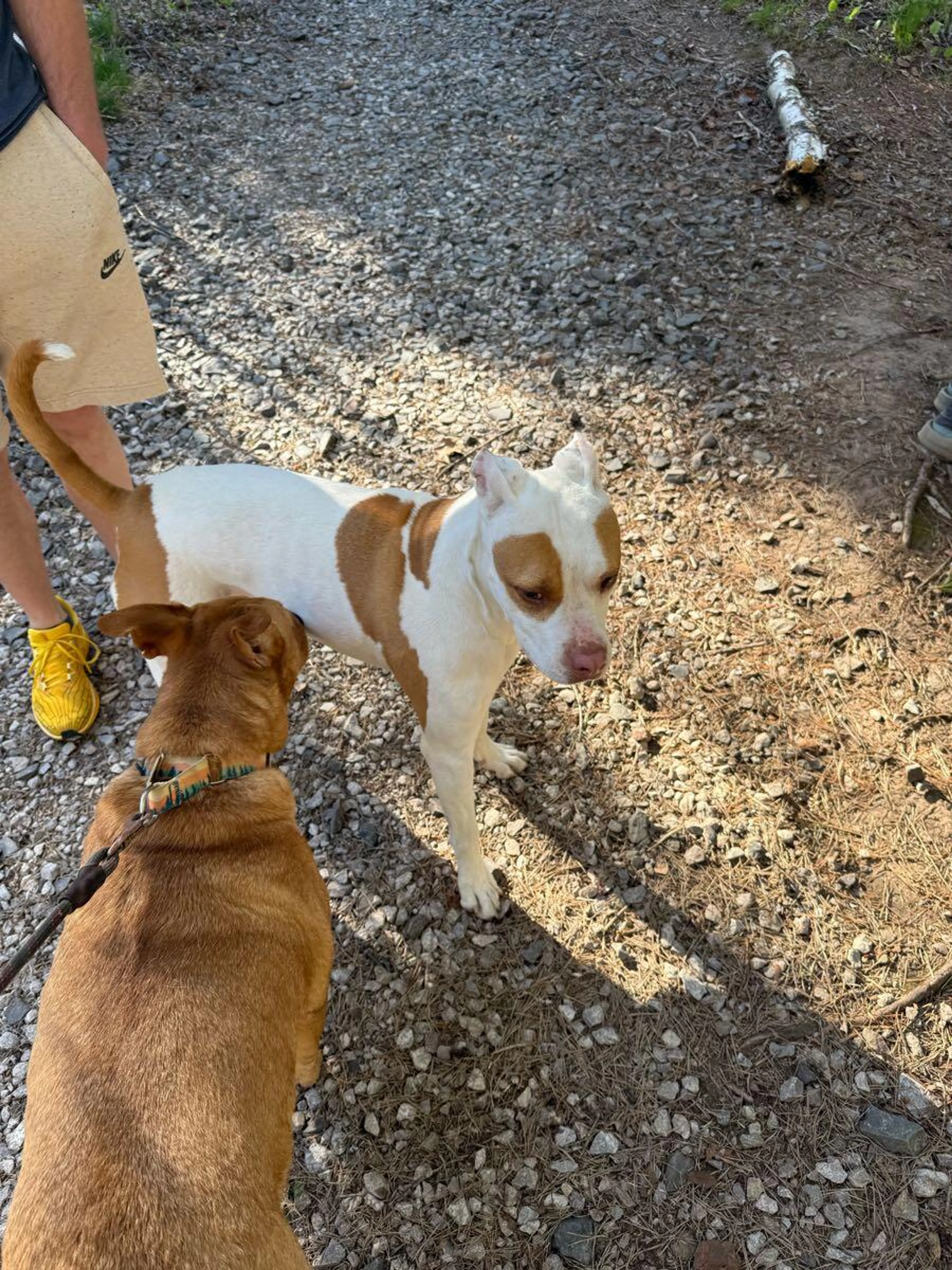 Found pet