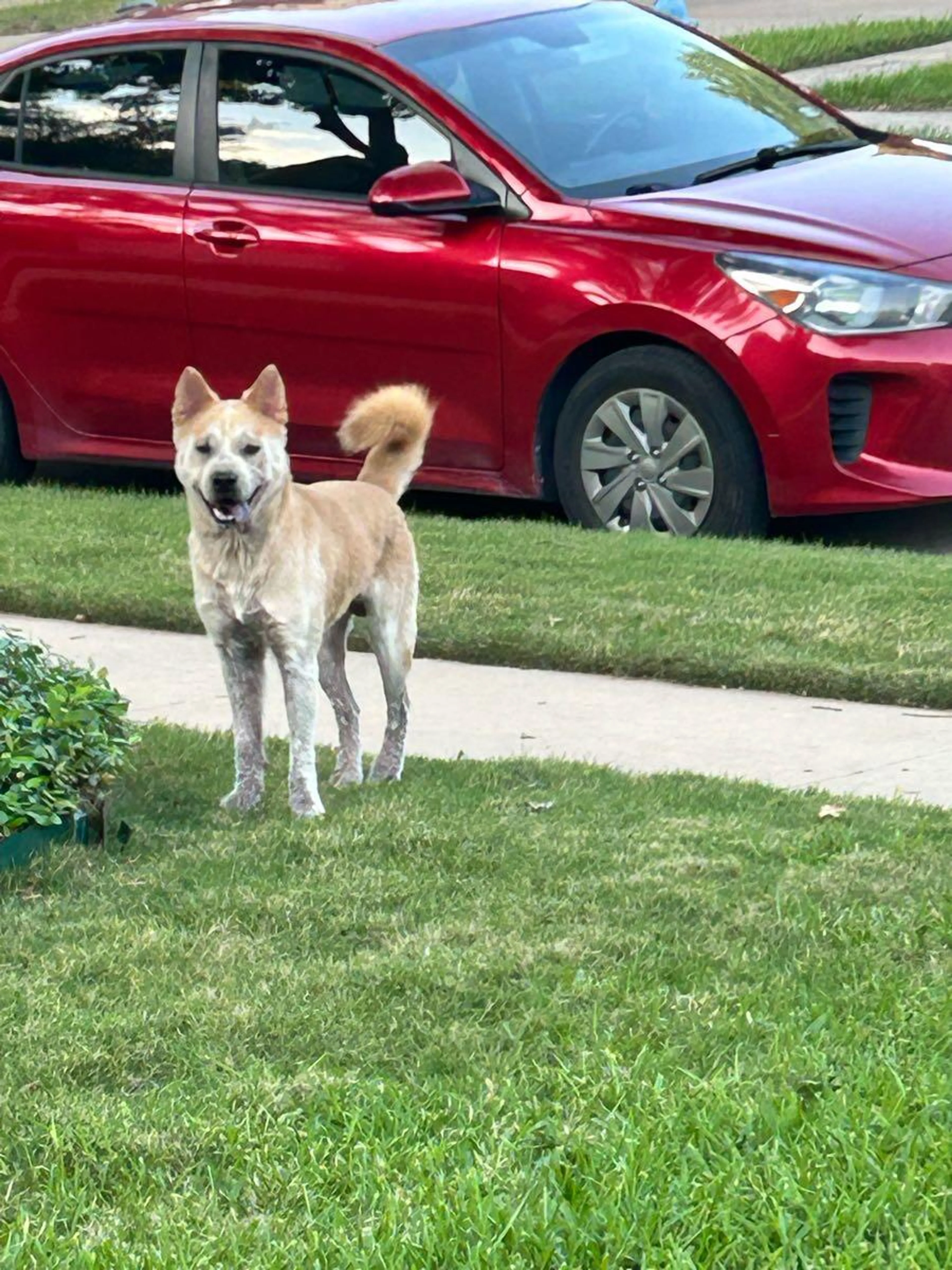 Found pet