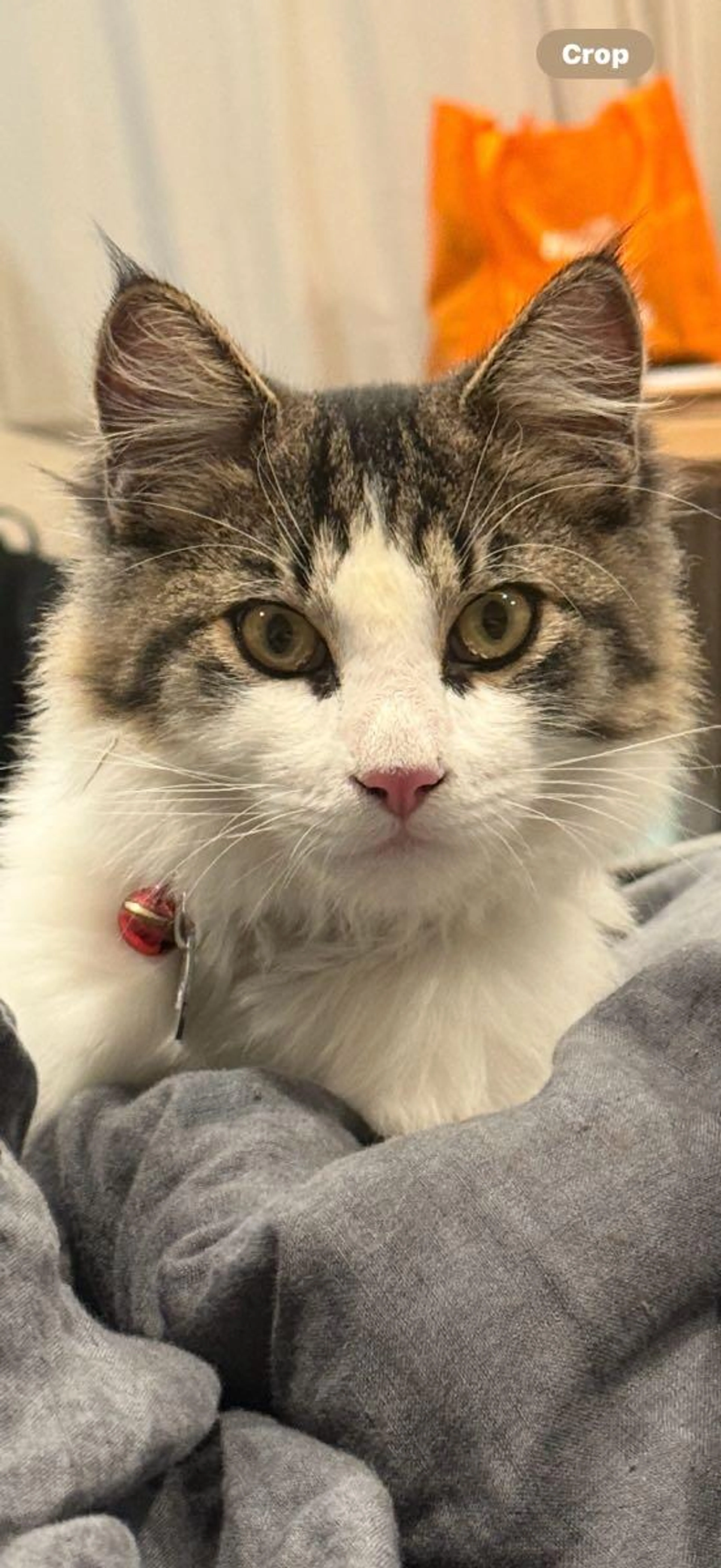 Lost pet