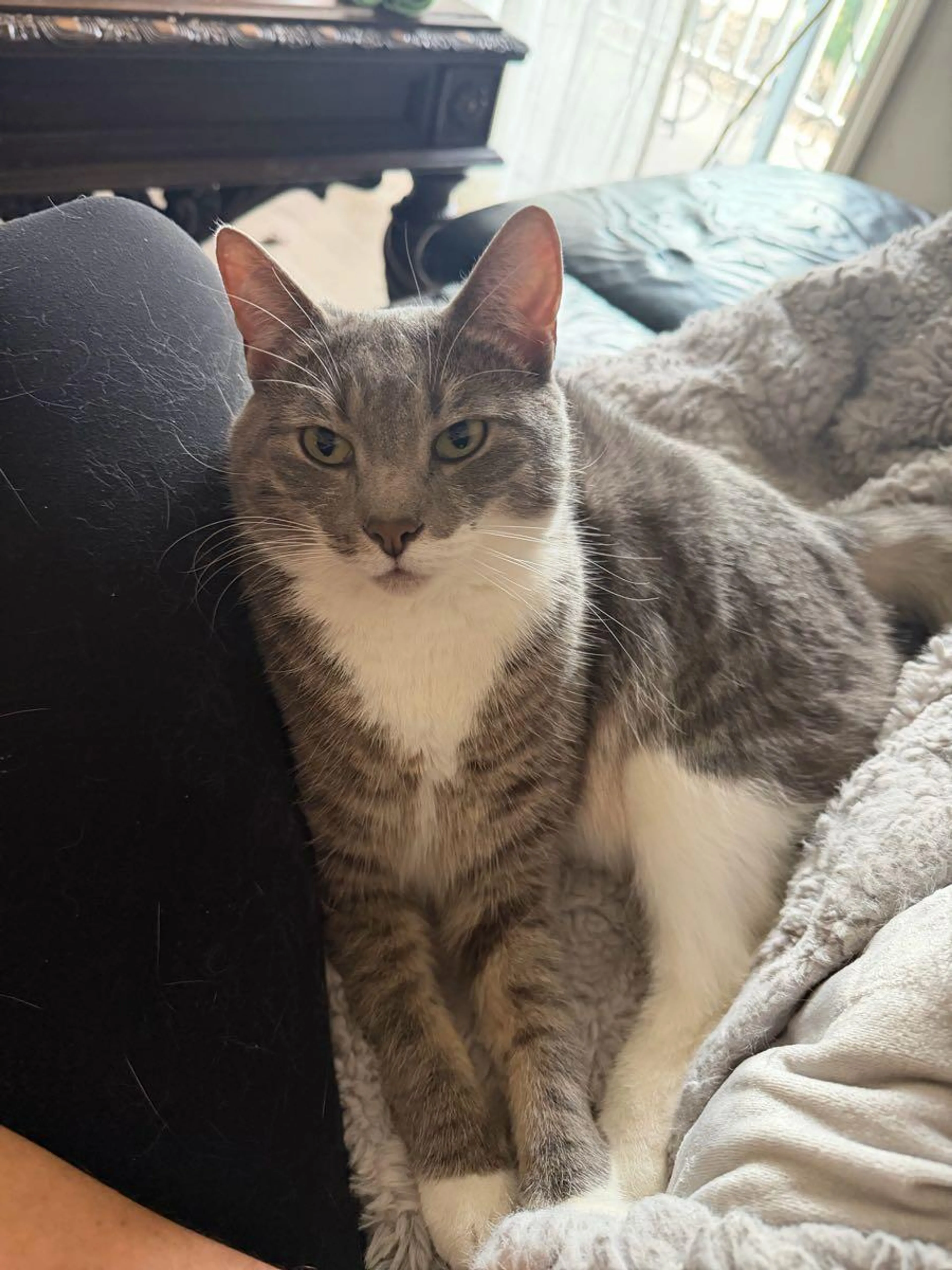 Lost pet