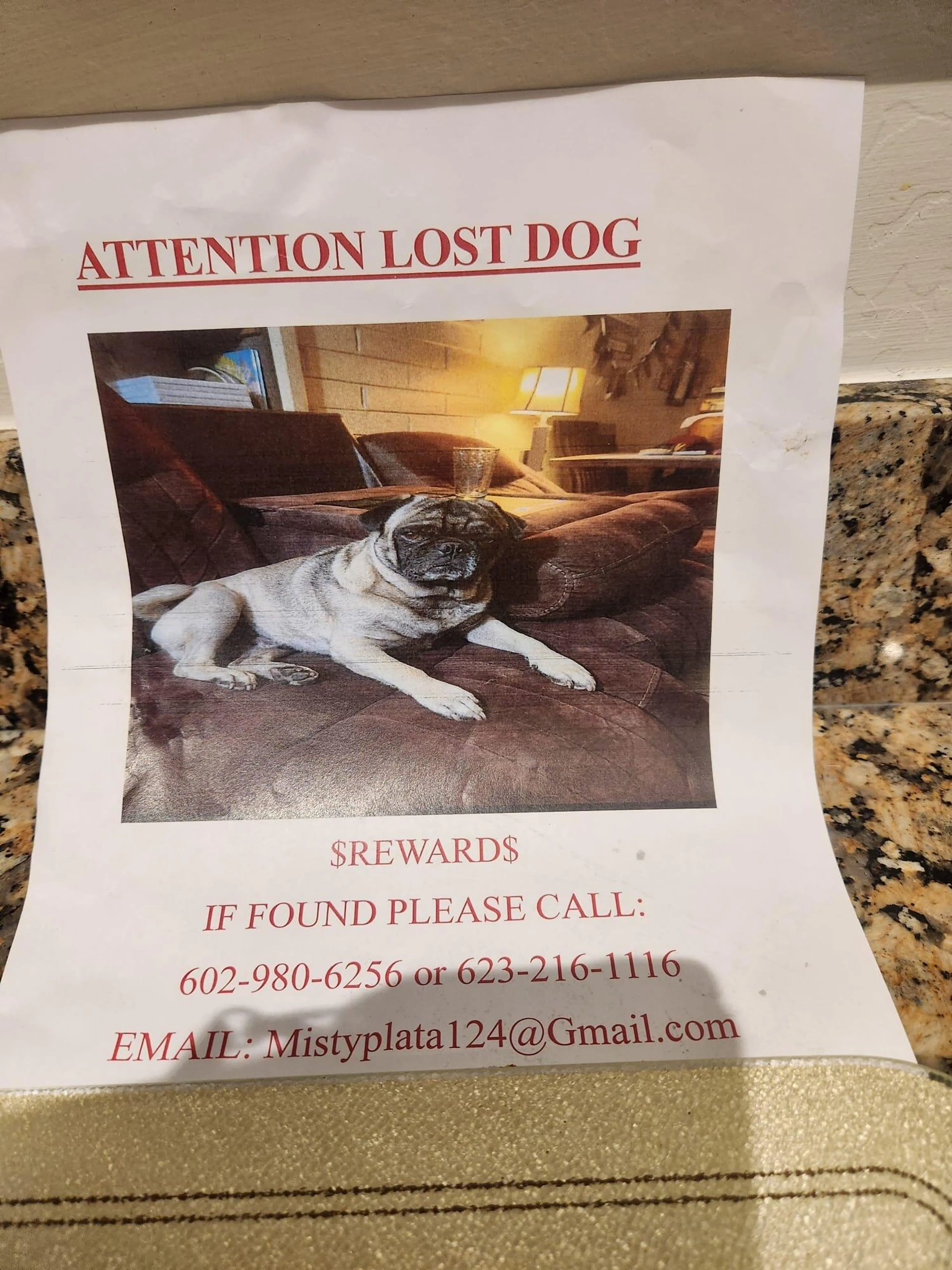 Found pet