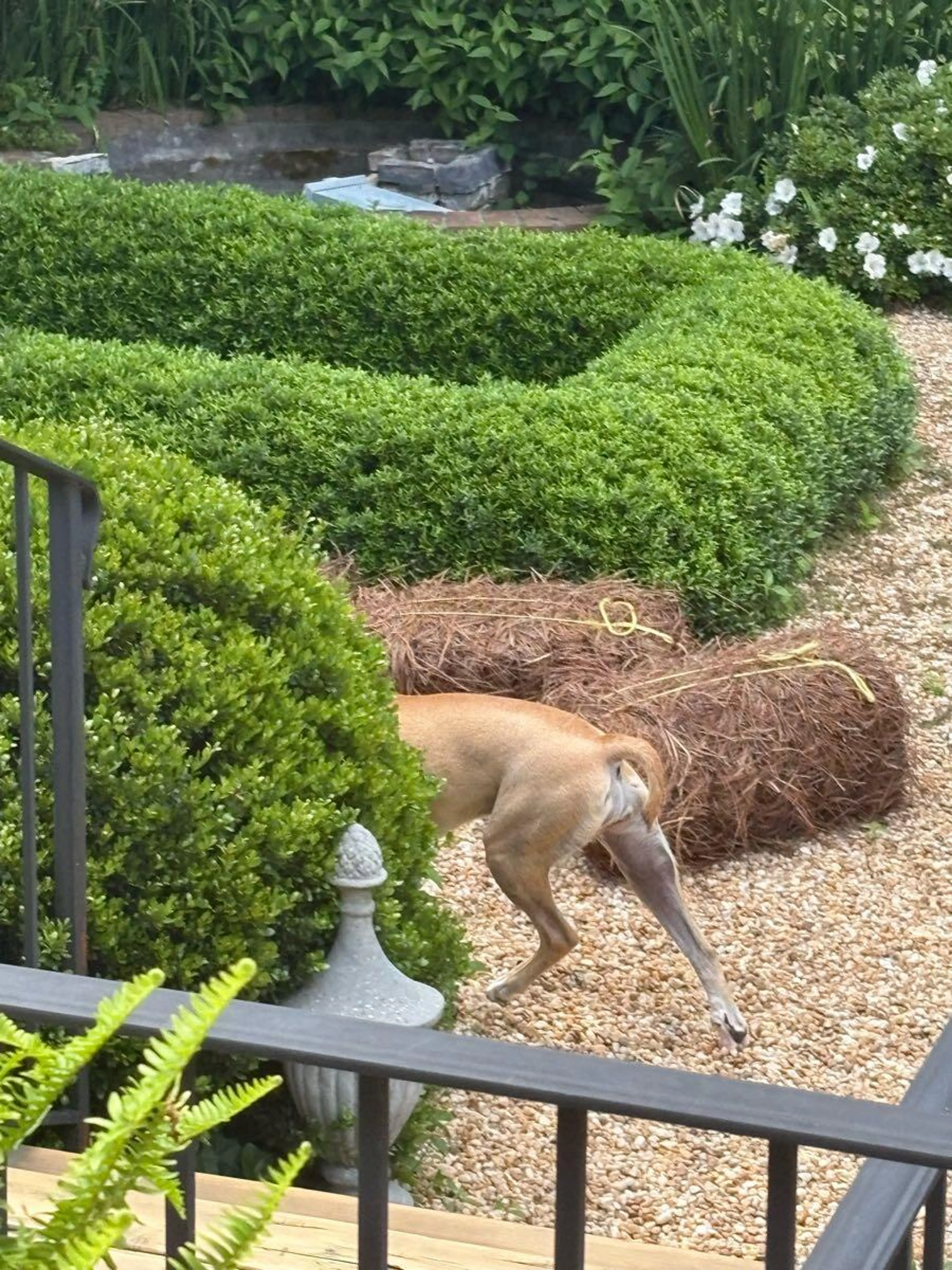 Found pet
