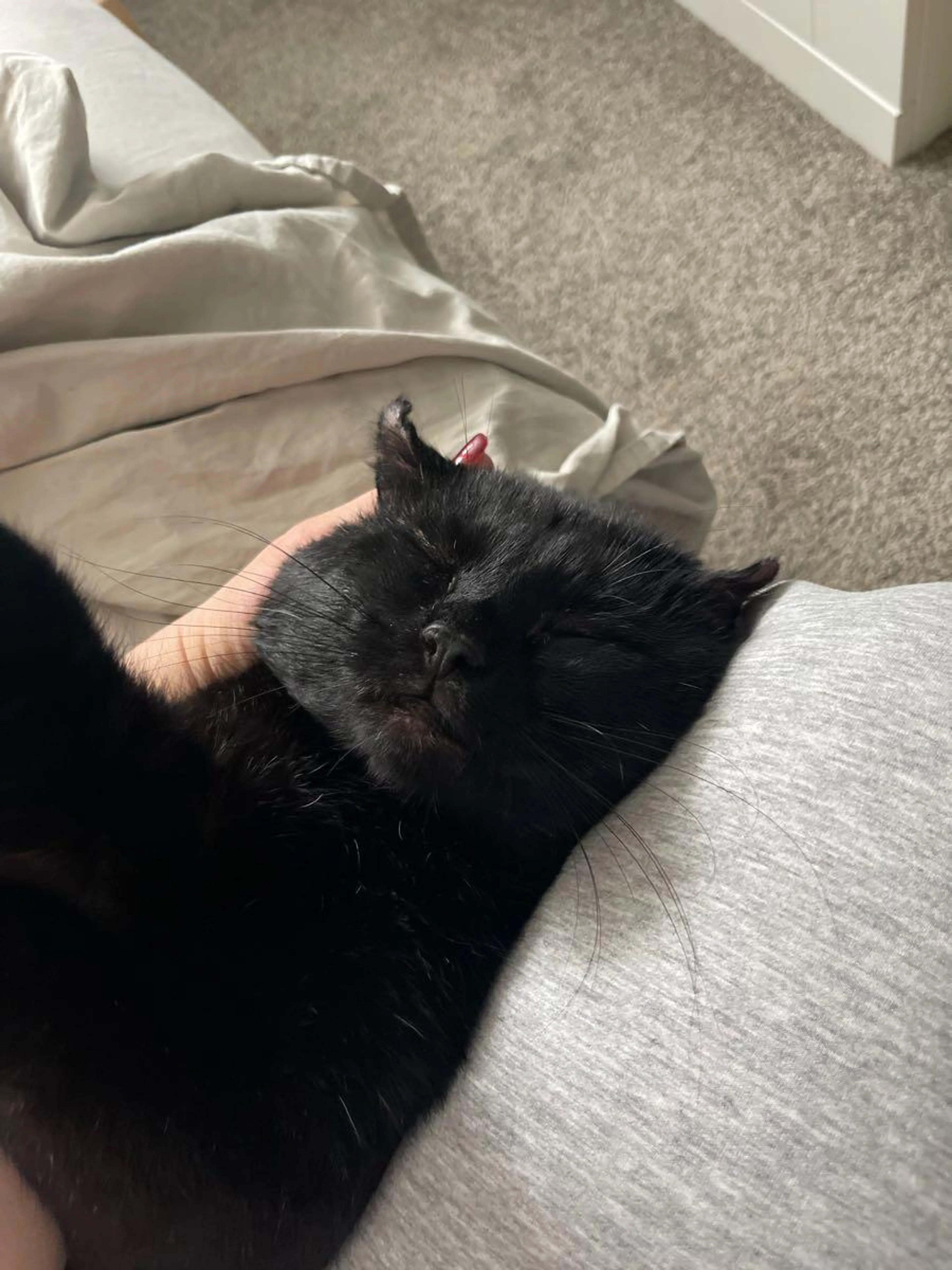 Found pet