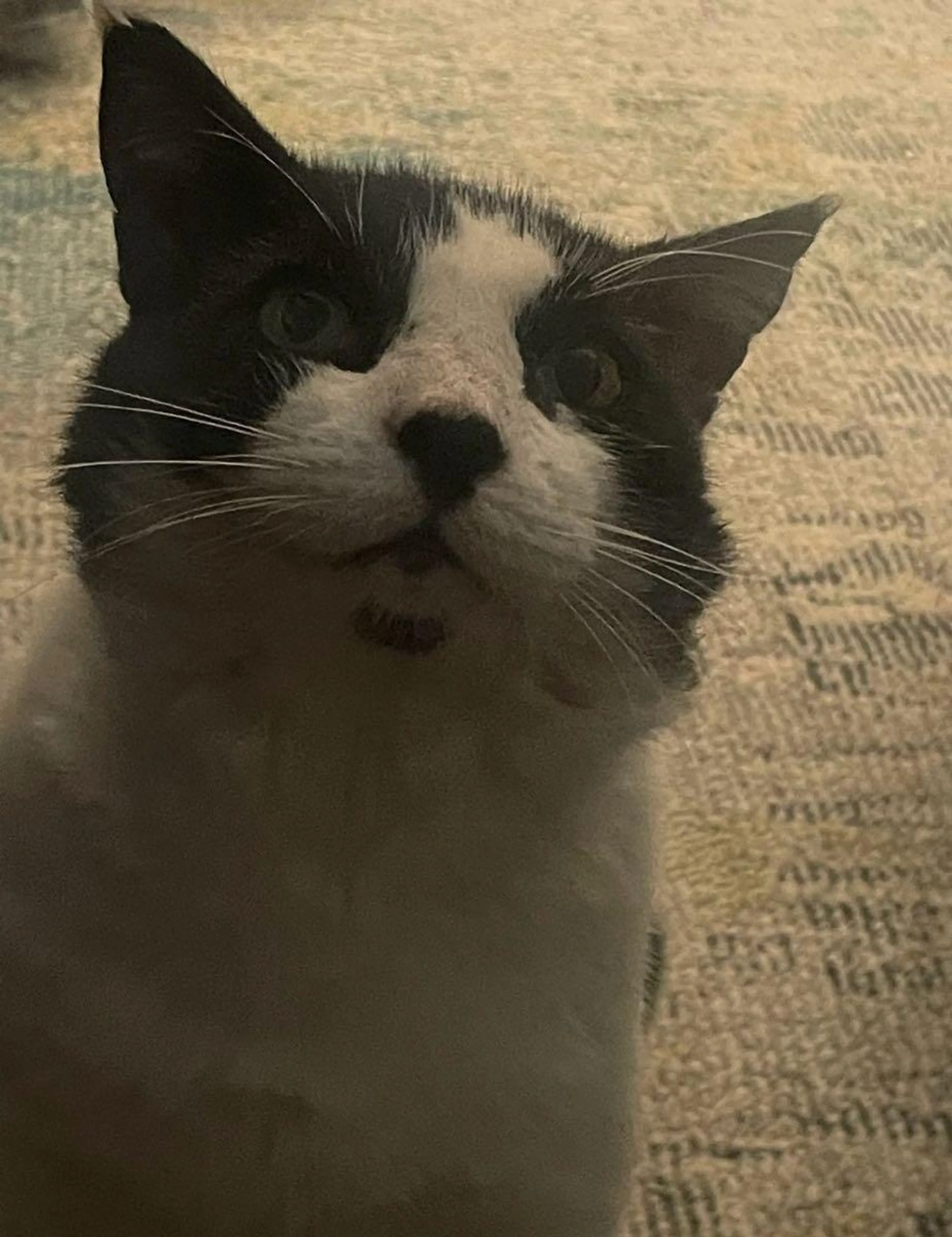 Lost pet