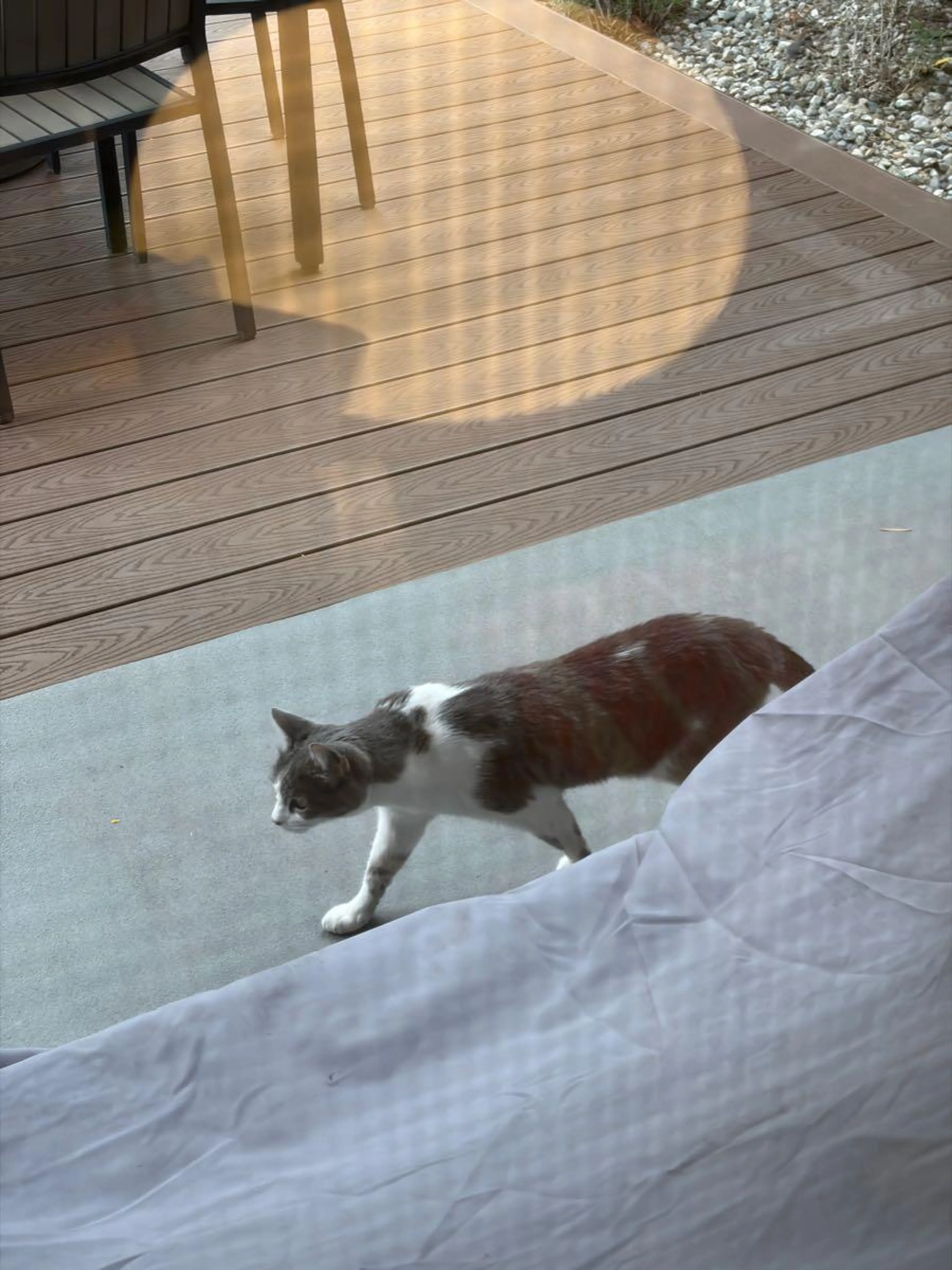 Found pet