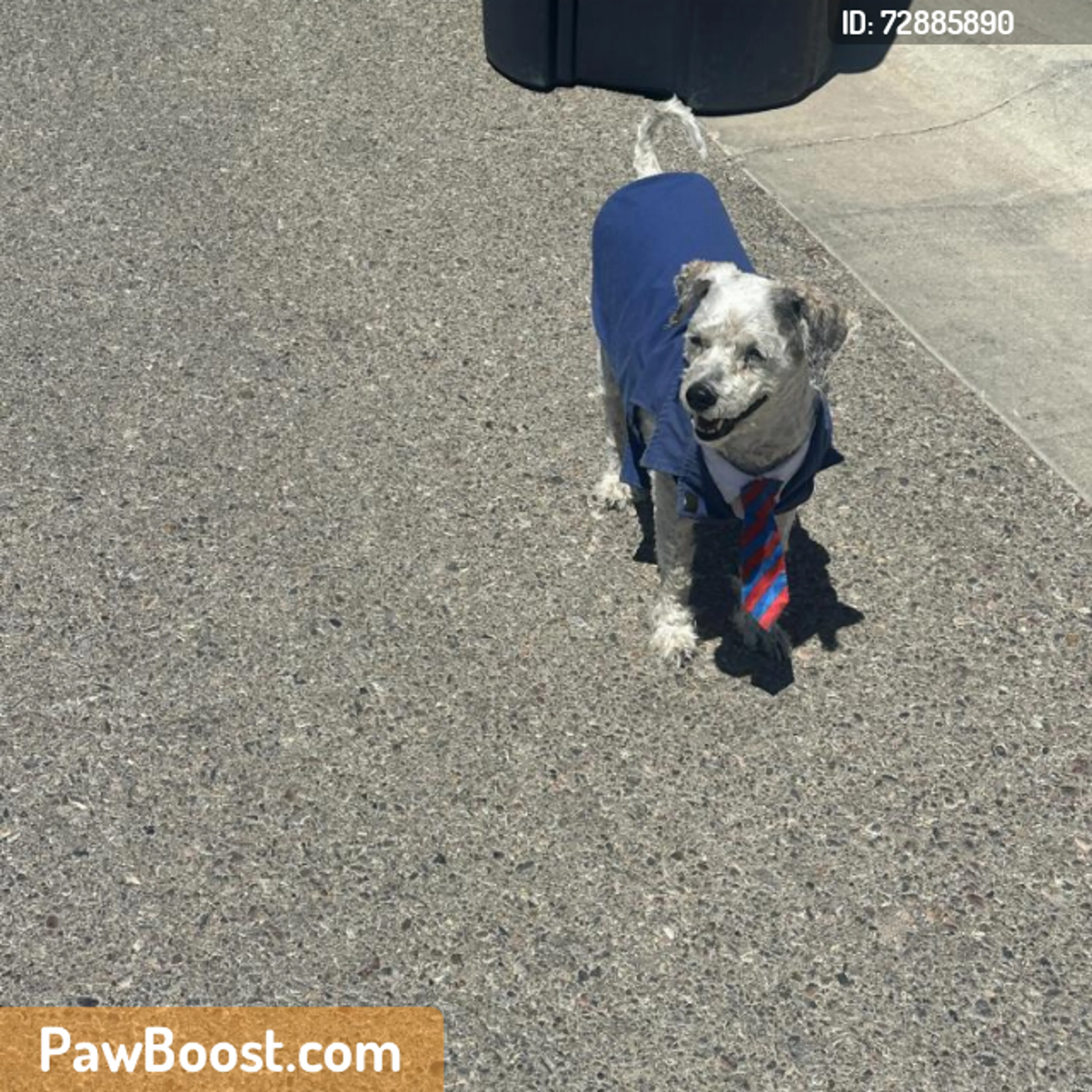 Found pet