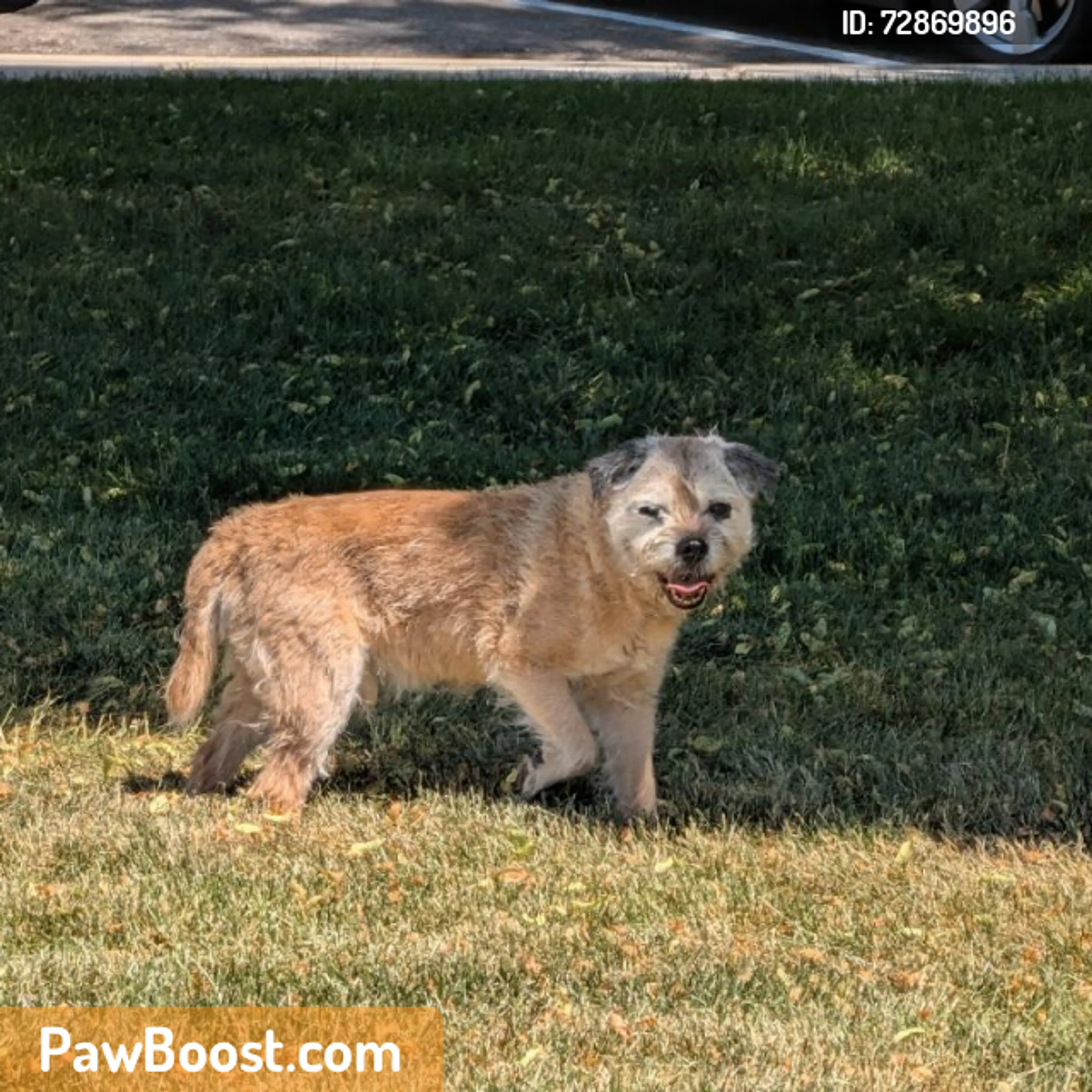 Found pet