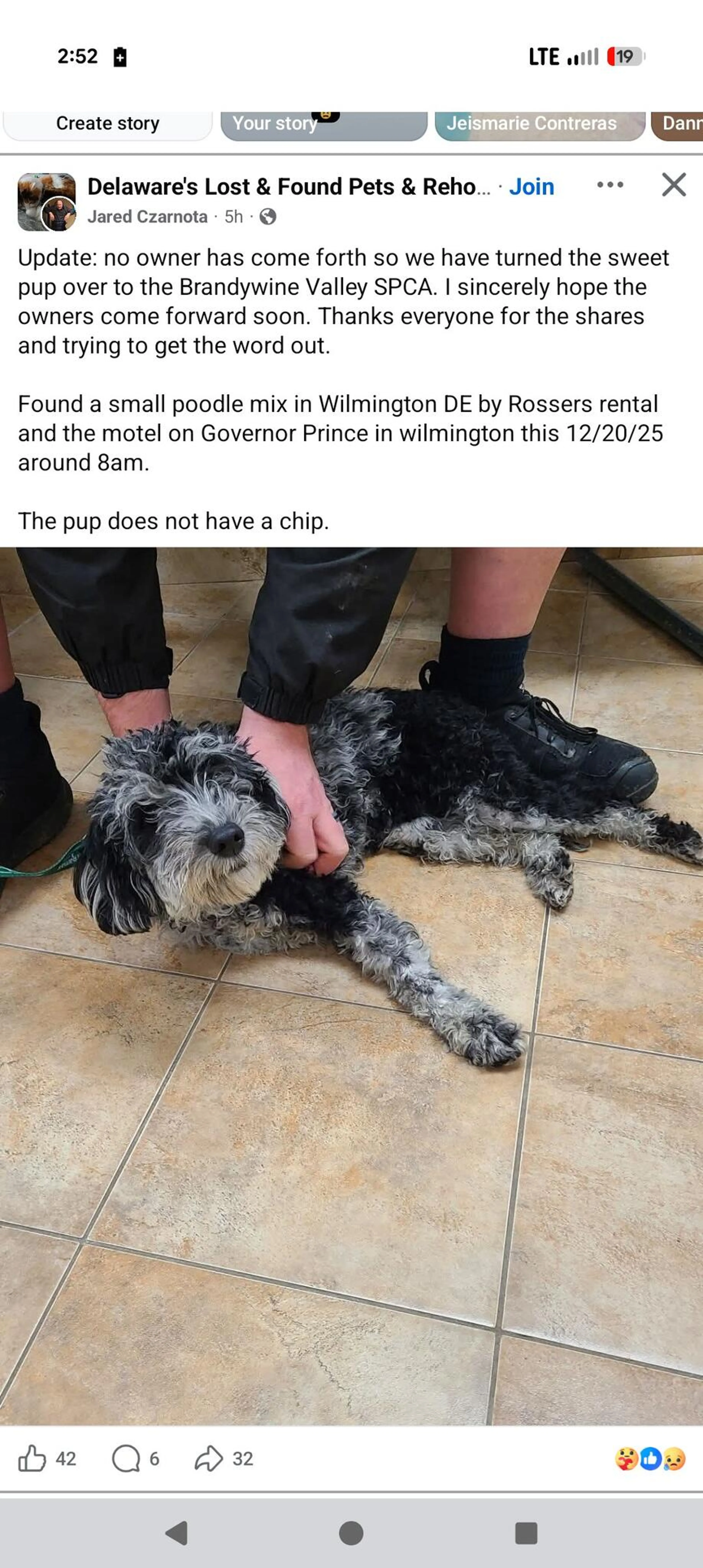 Found pet
