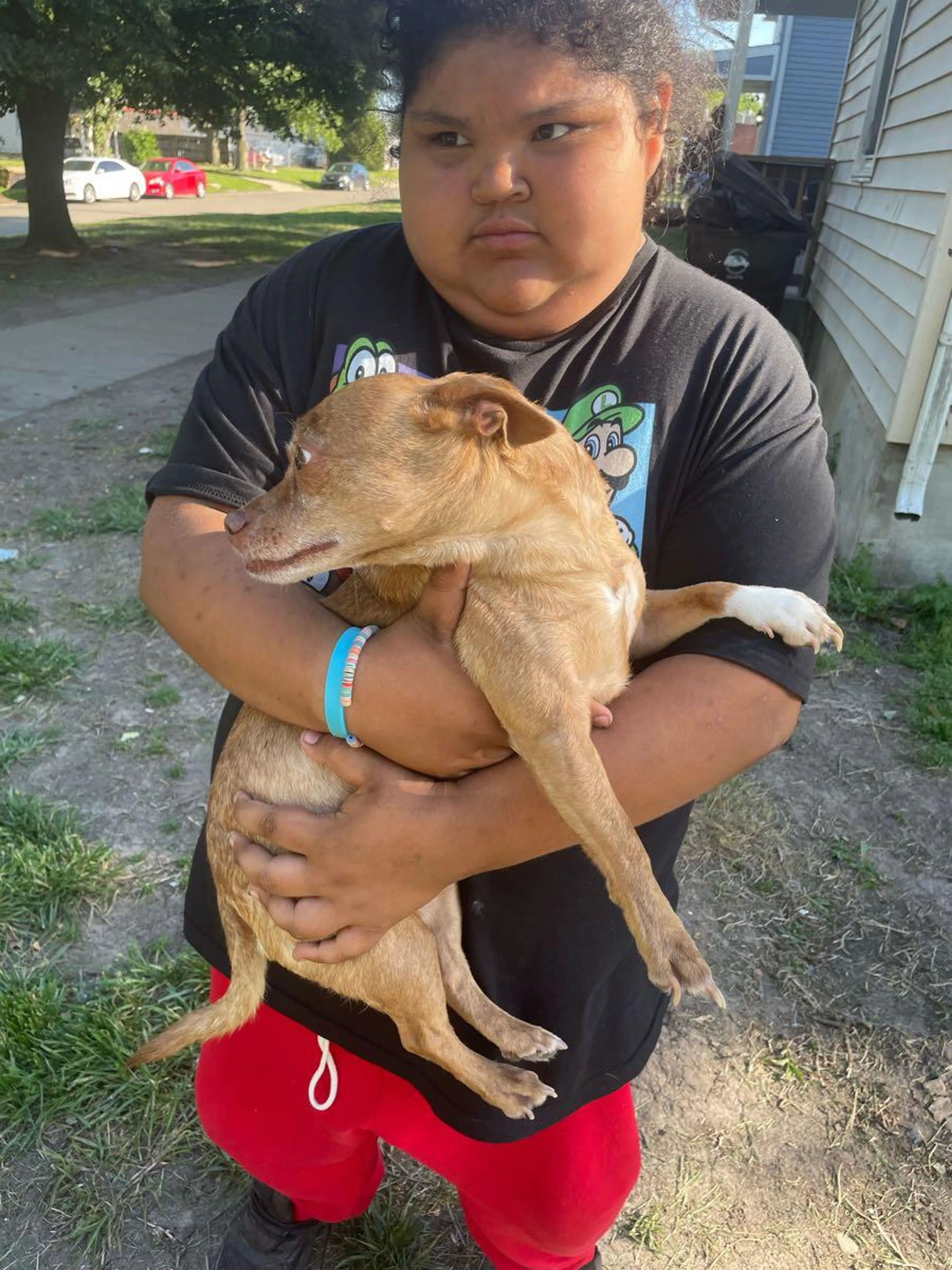 Found pet