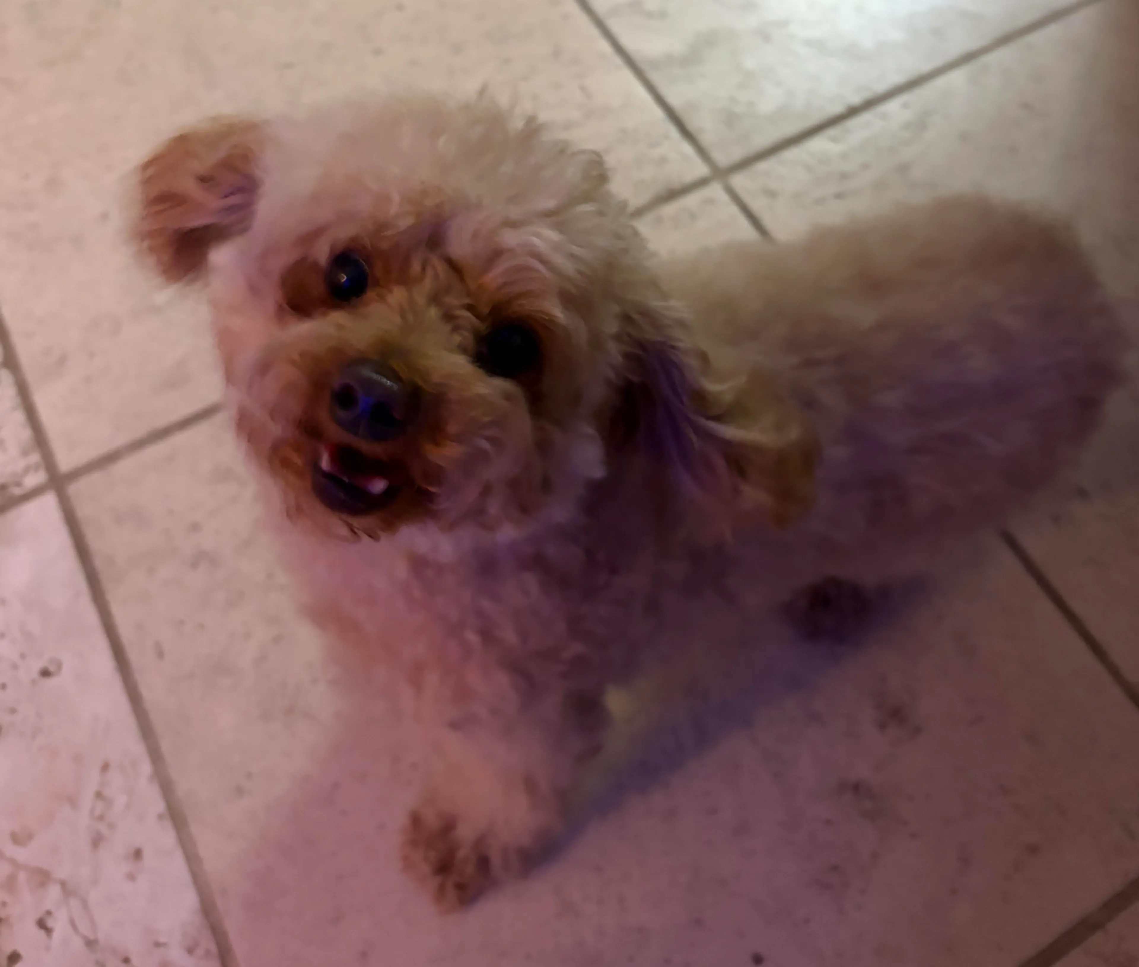 Lost pet