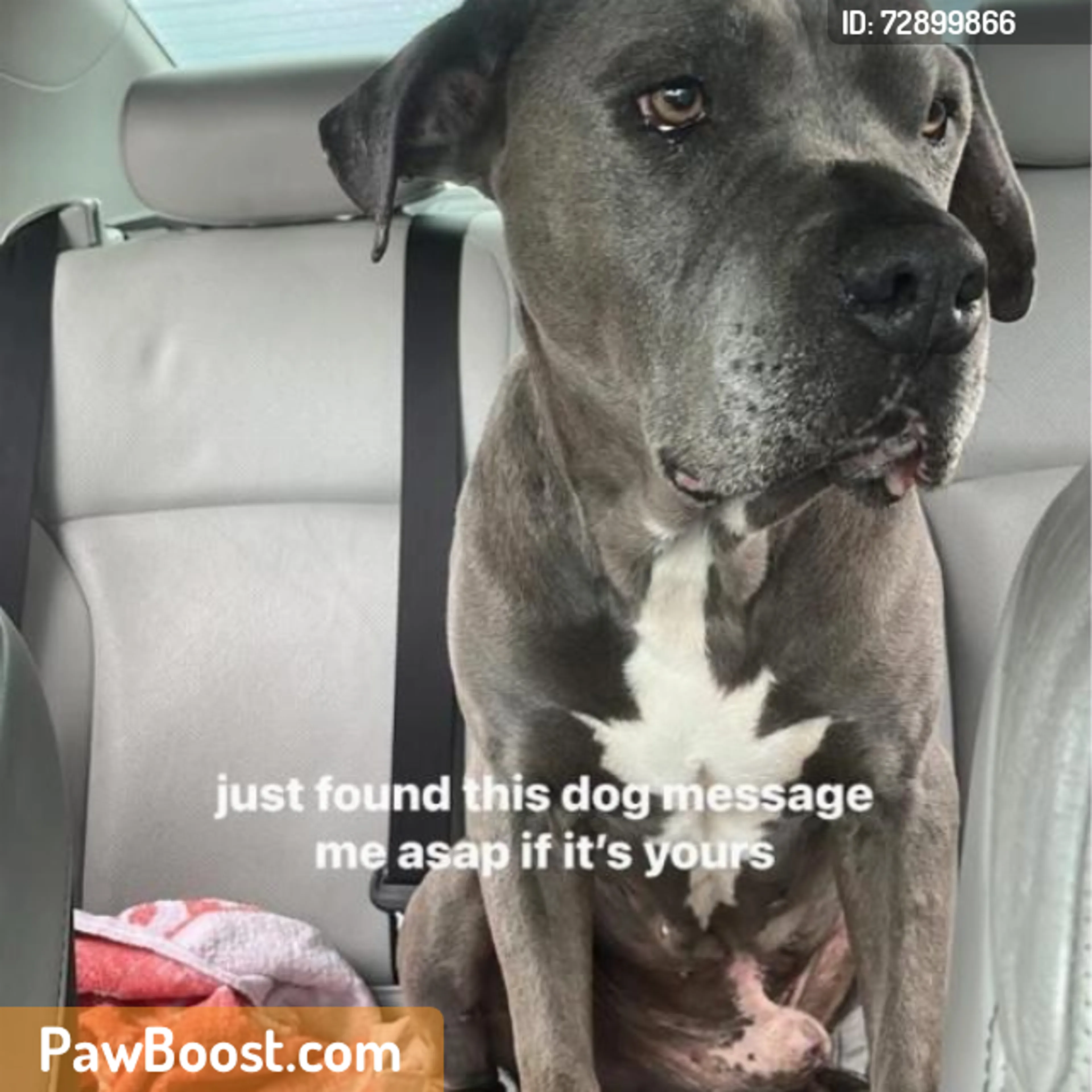 Found pet