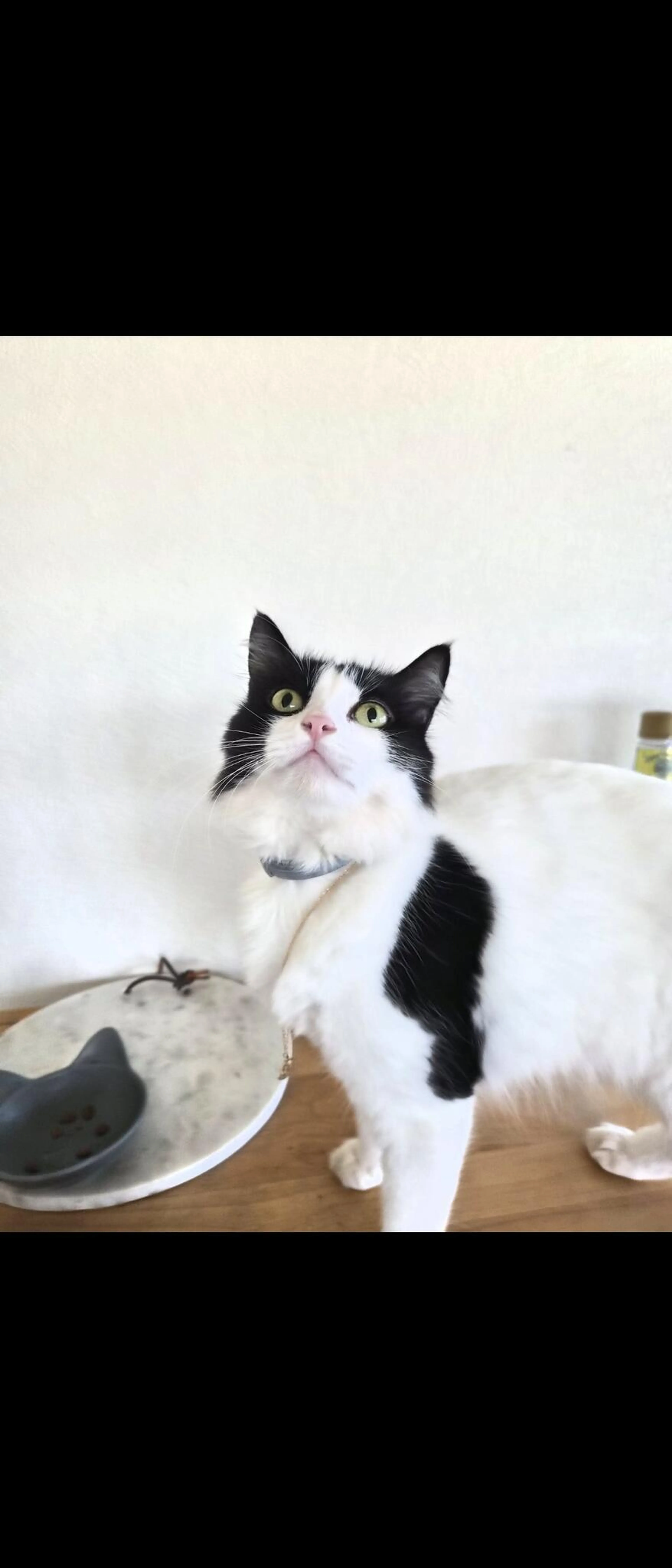 Lost pet