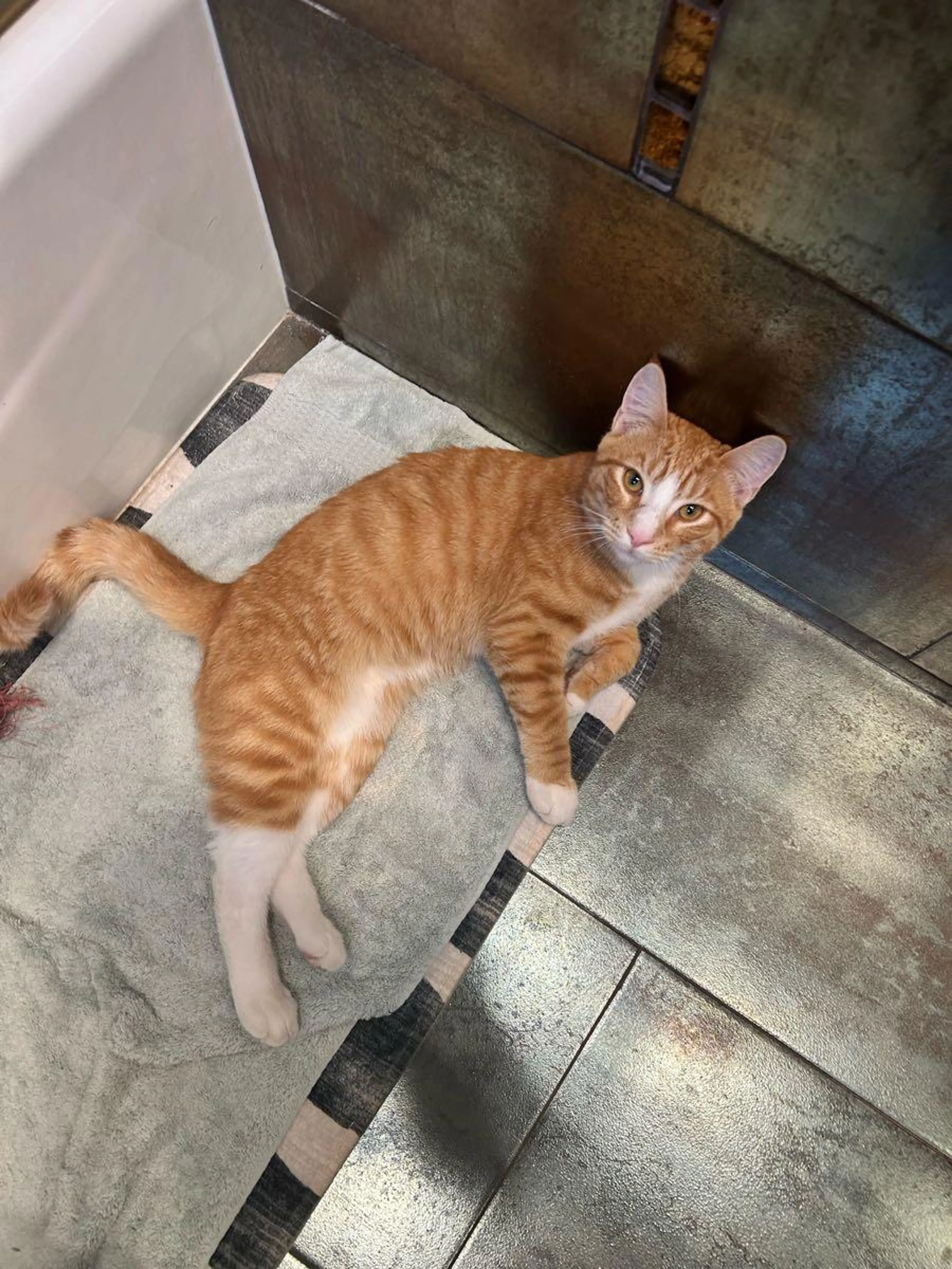 Found pet