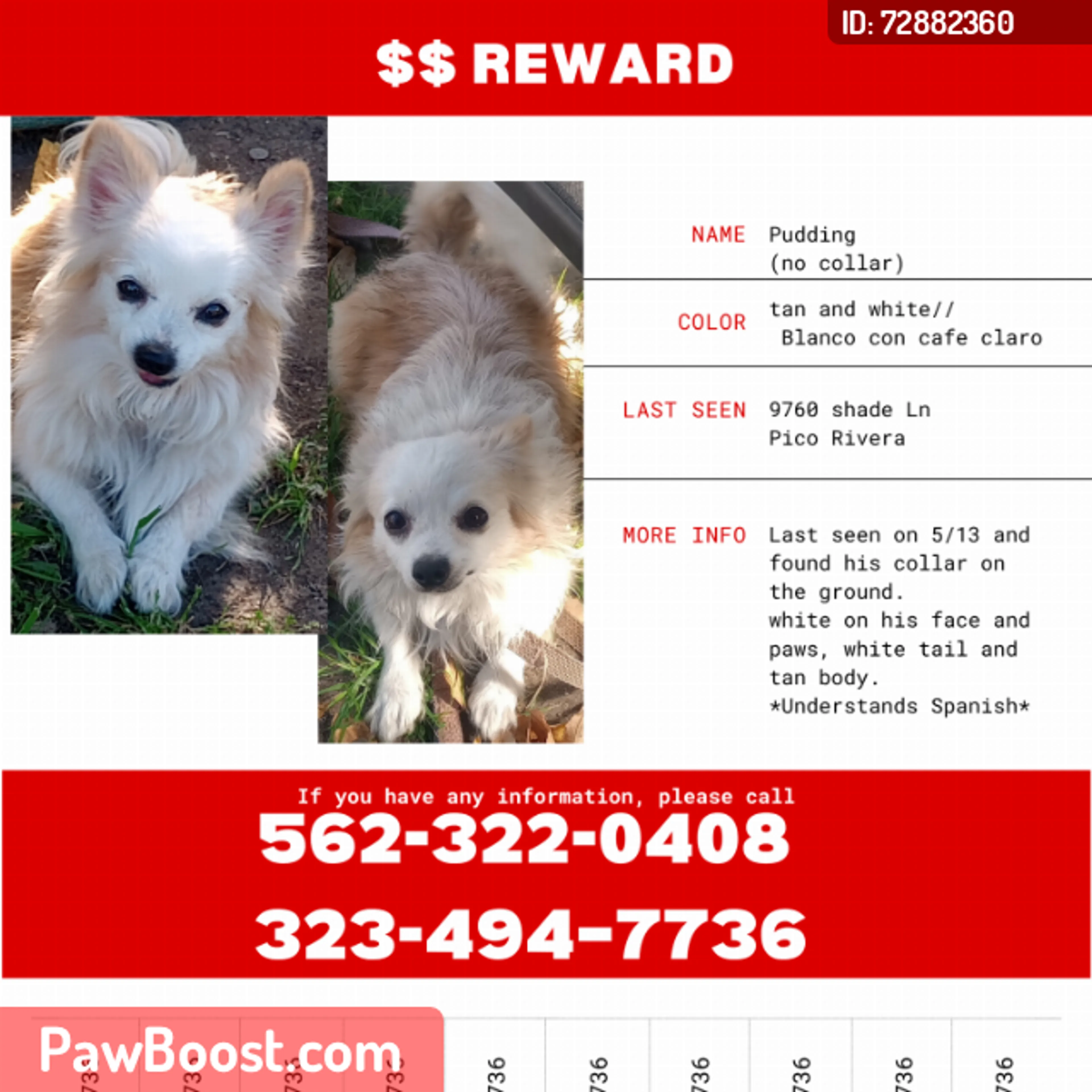 Lost pet