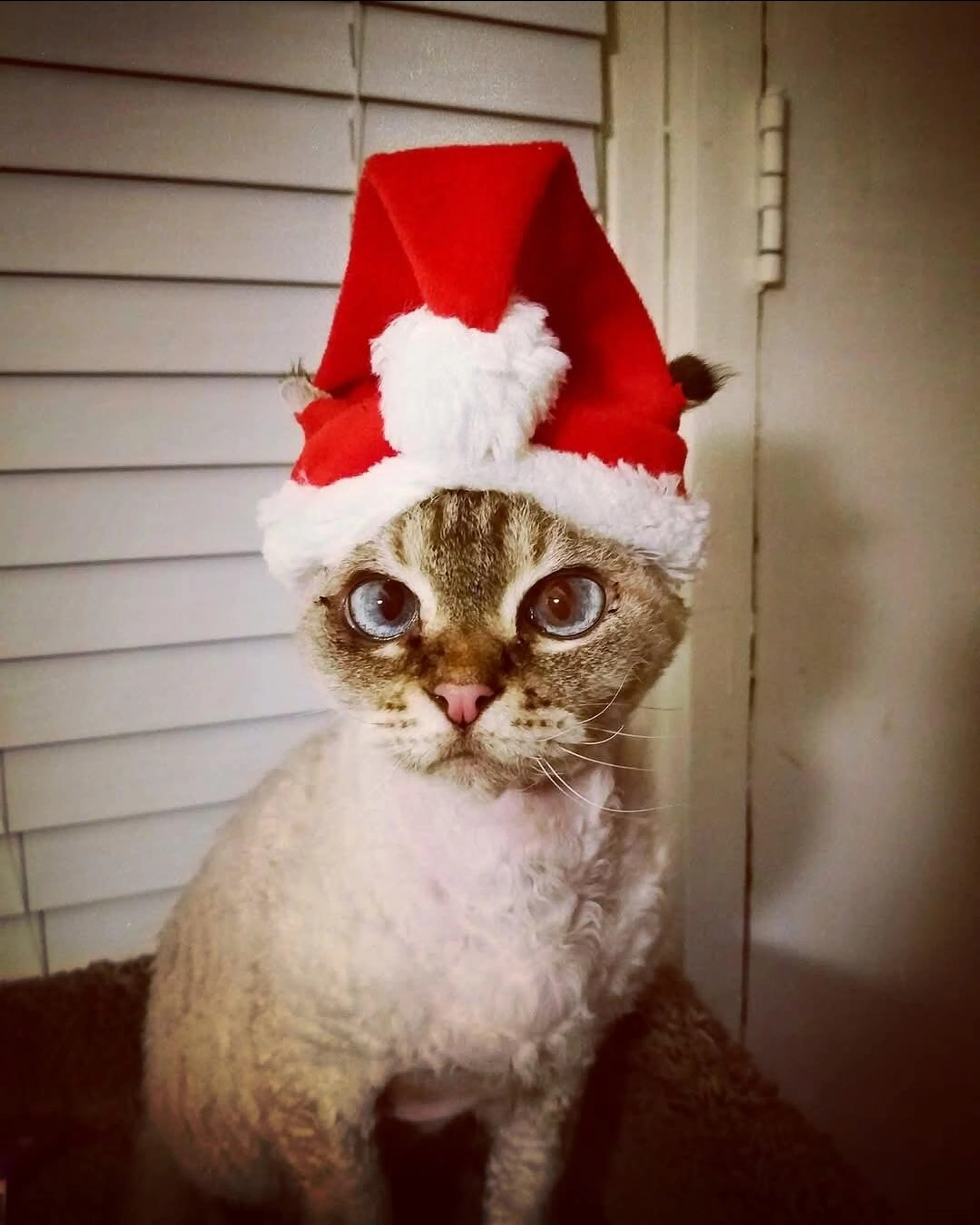 Lost pet