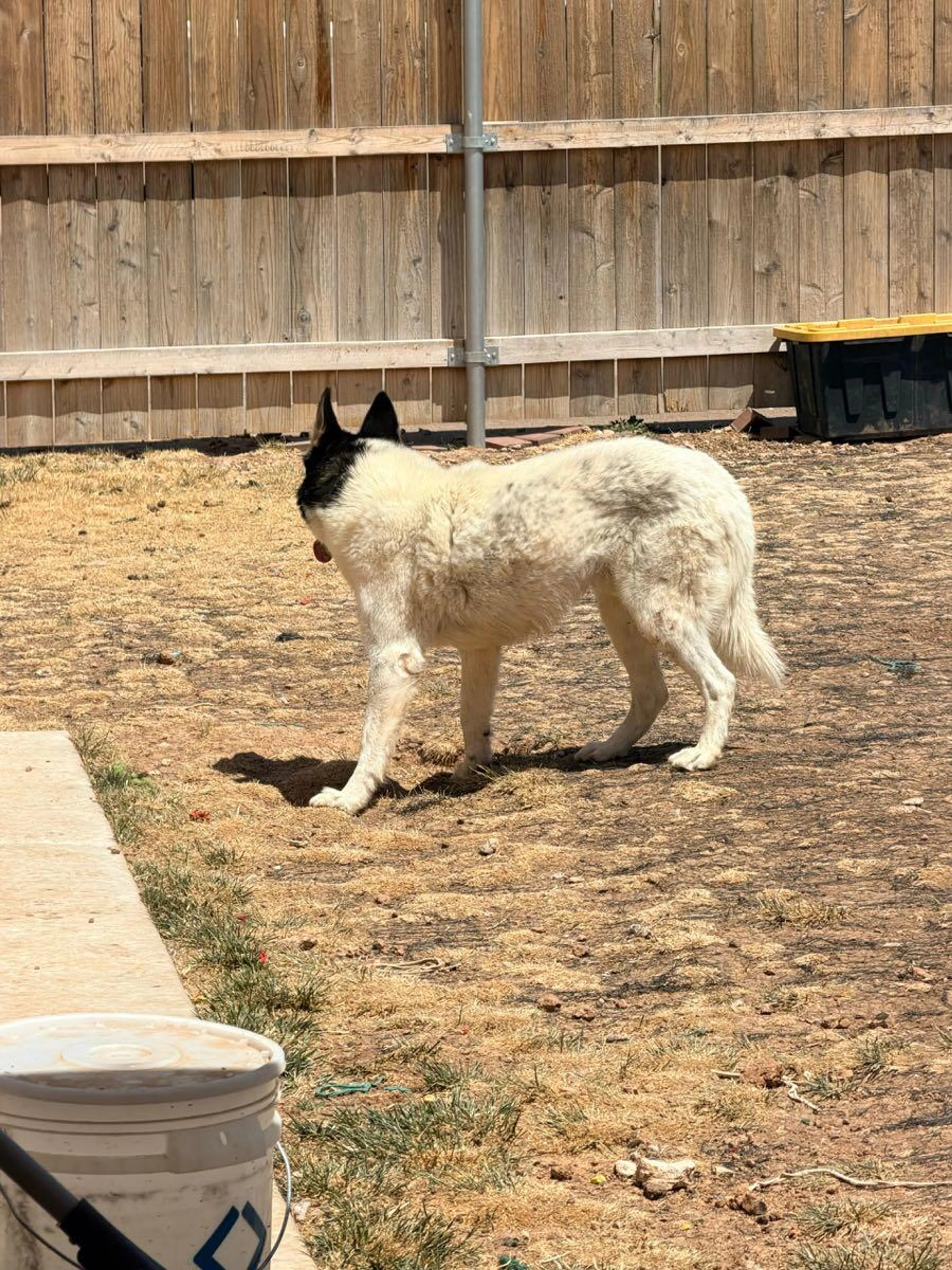 Found pet
