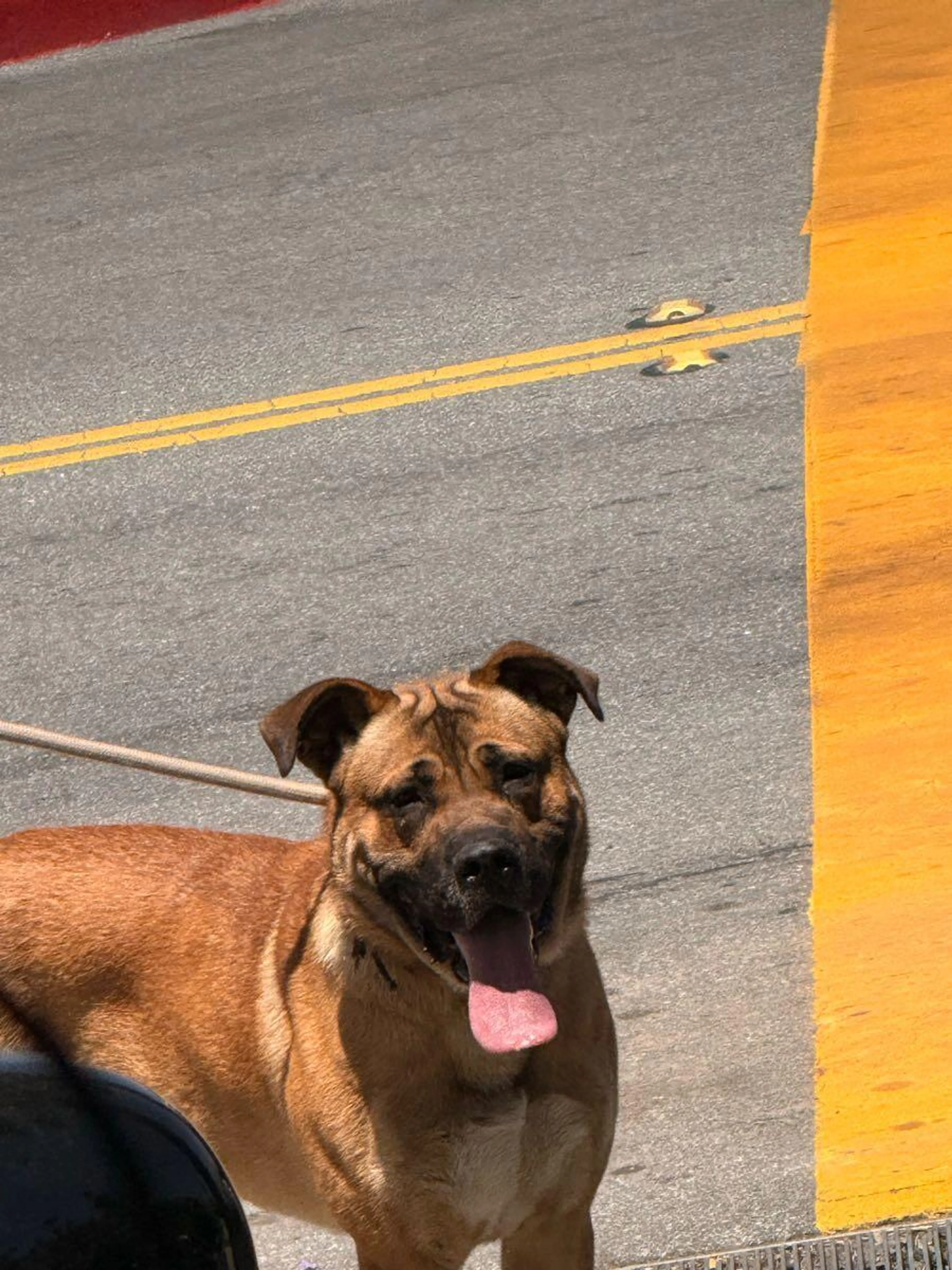 Found pet