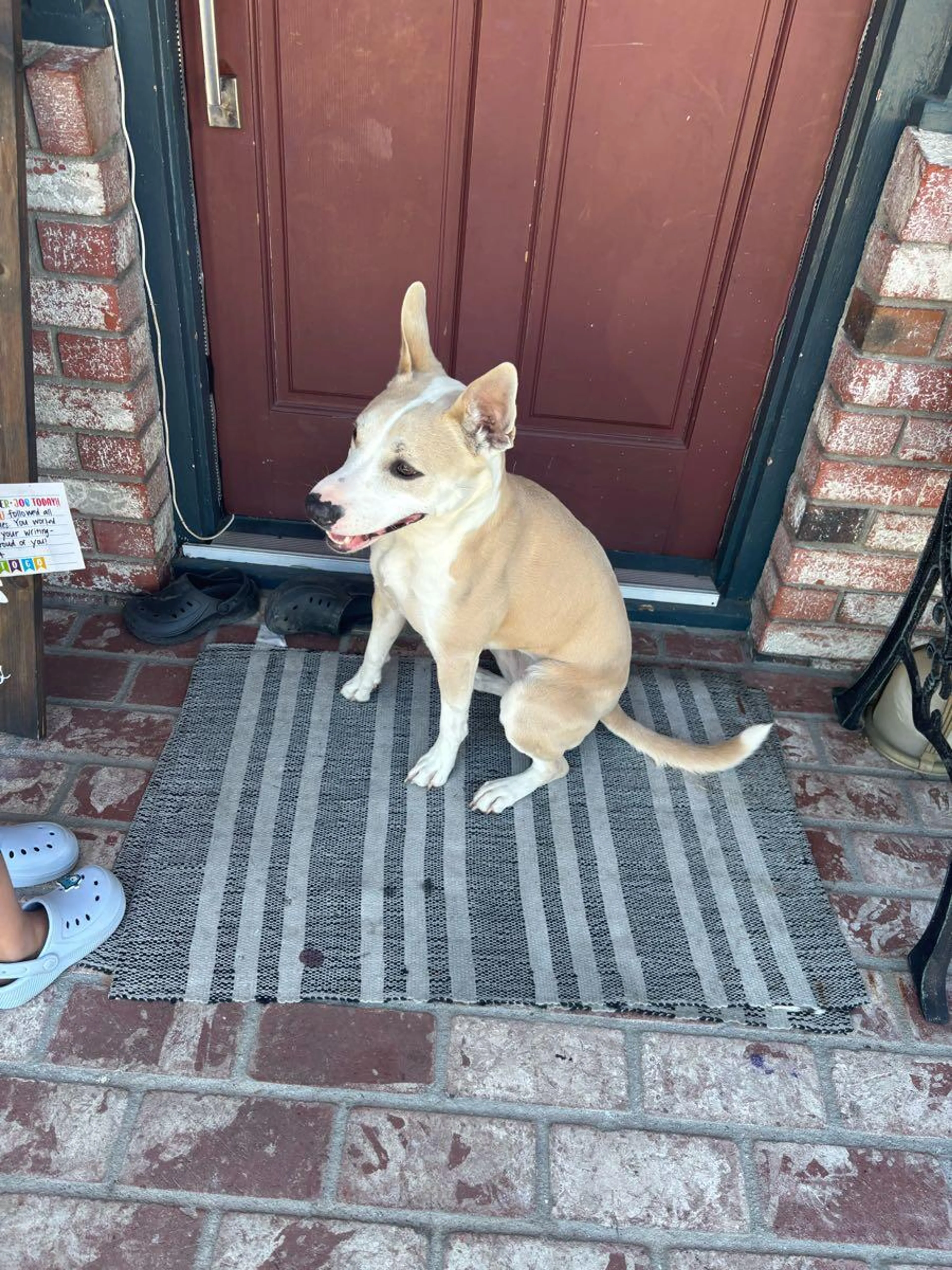 Found pet