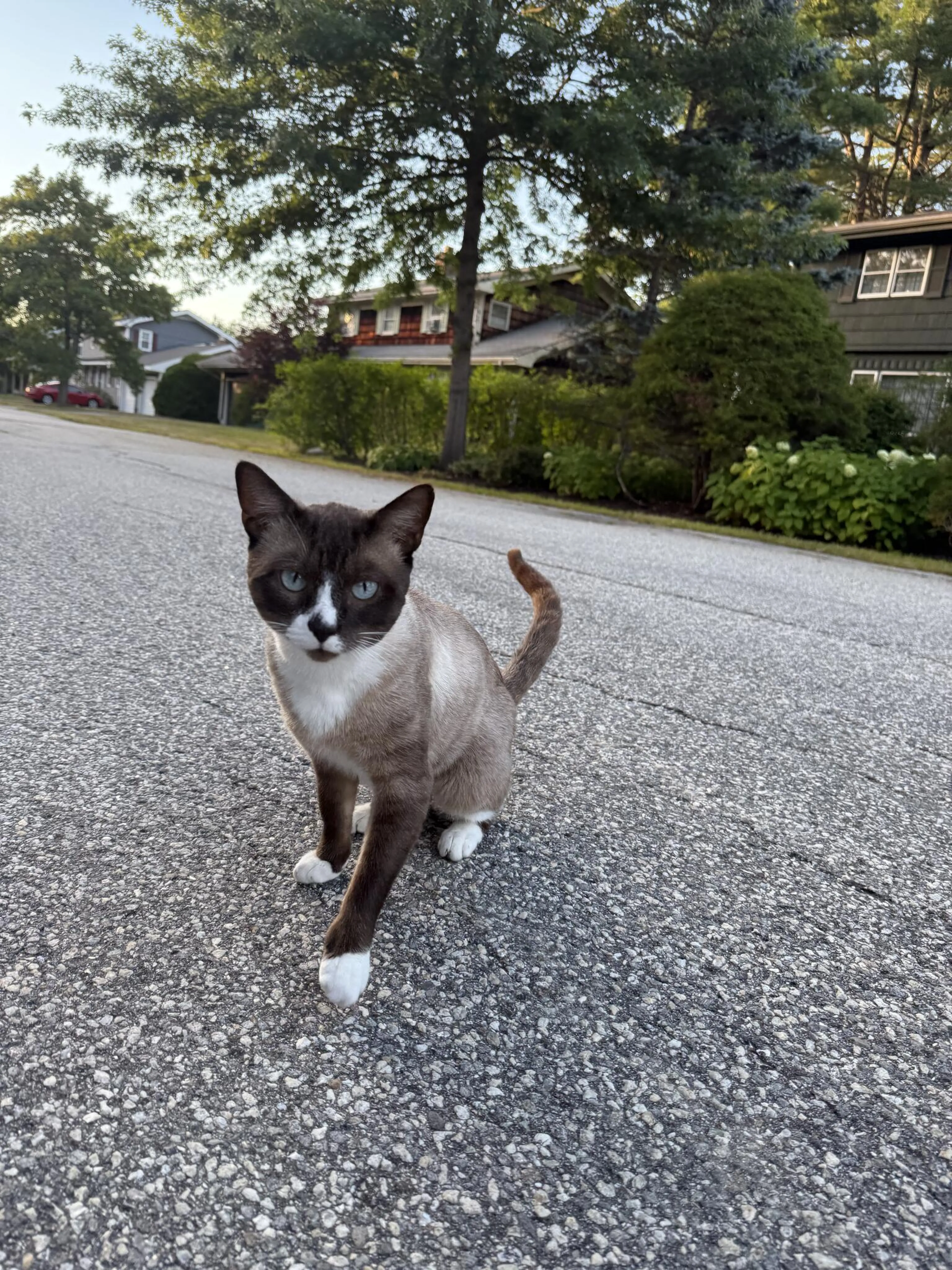 Lost pet