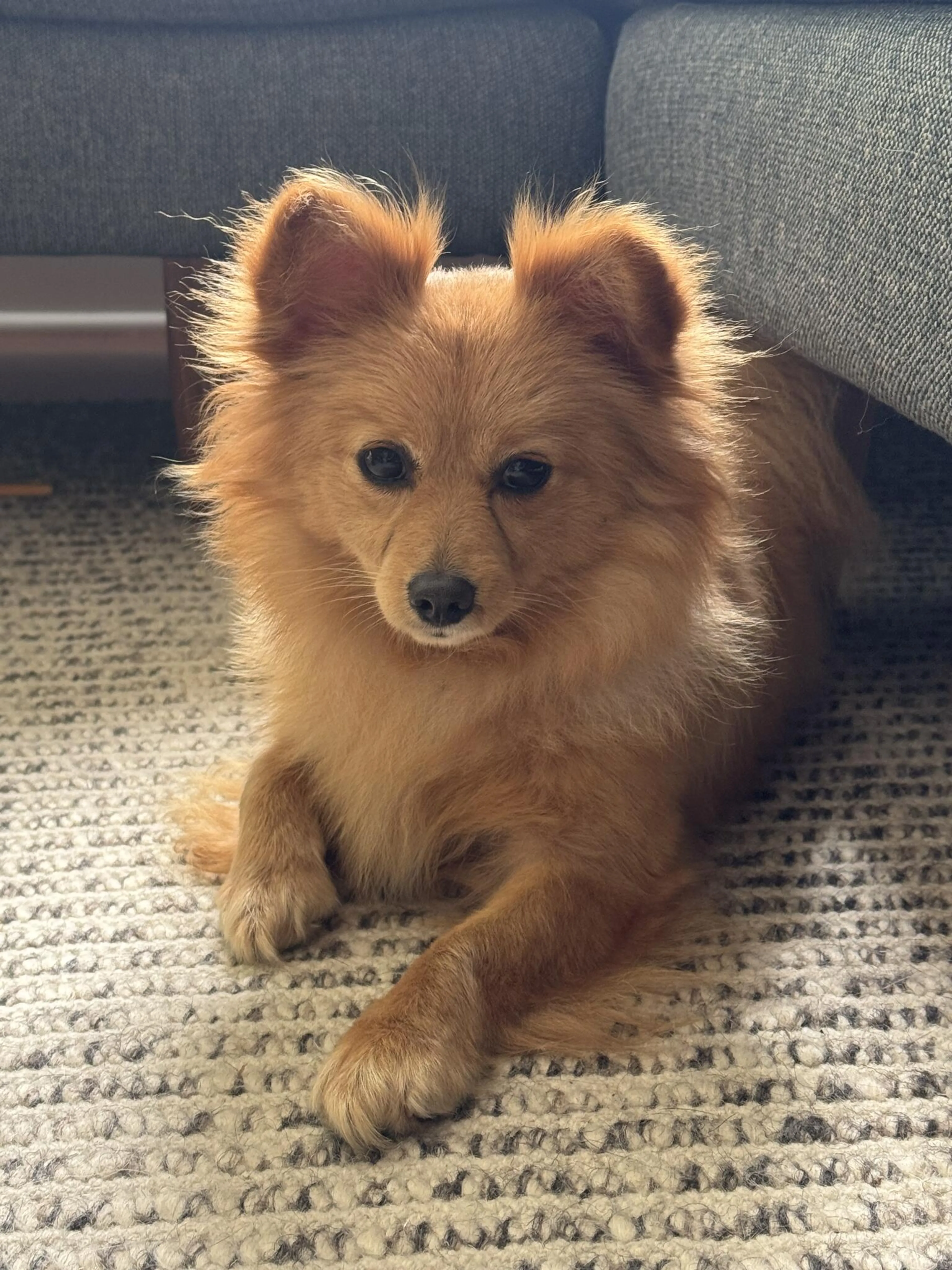 Found pet