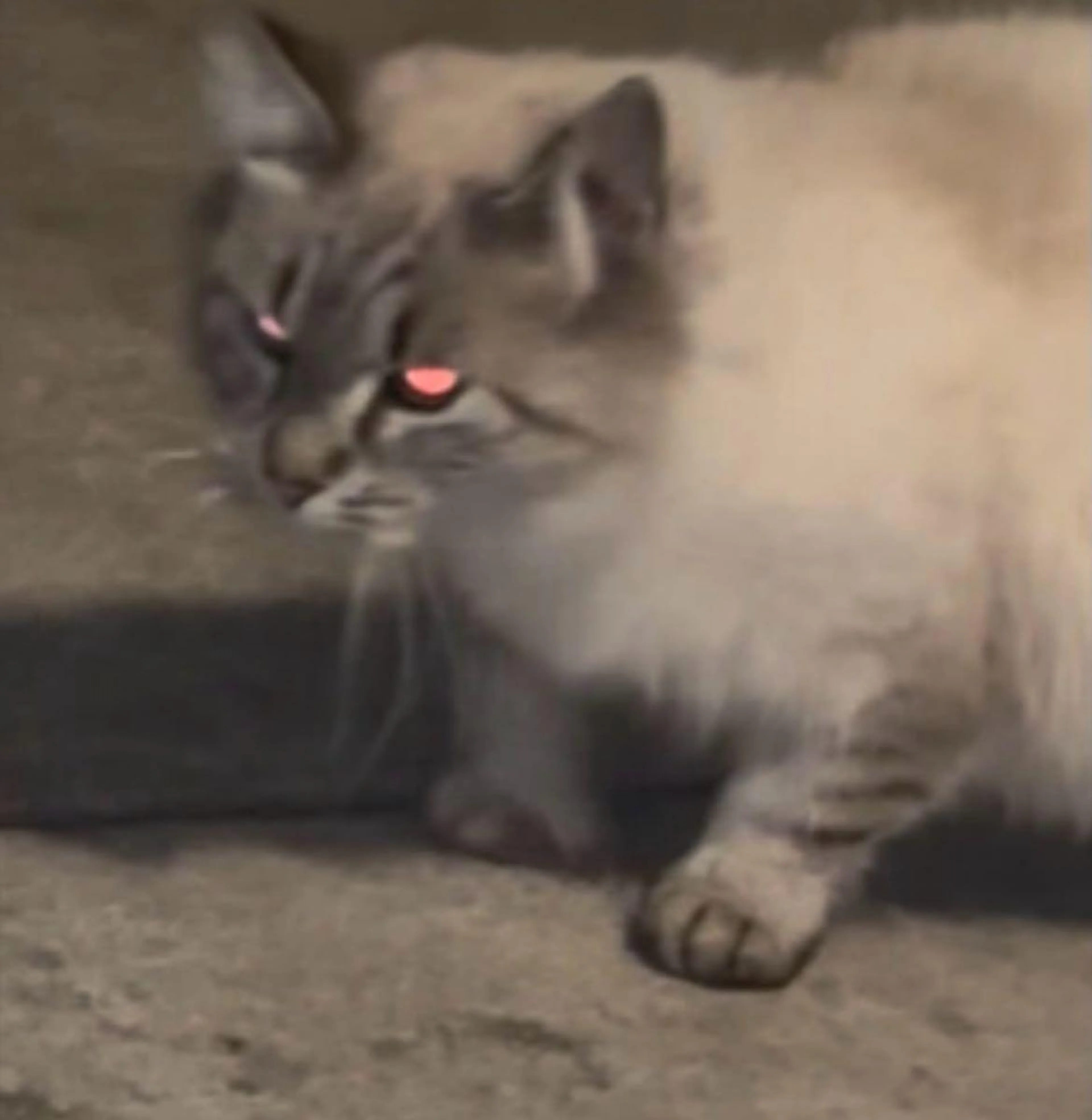 Found pet