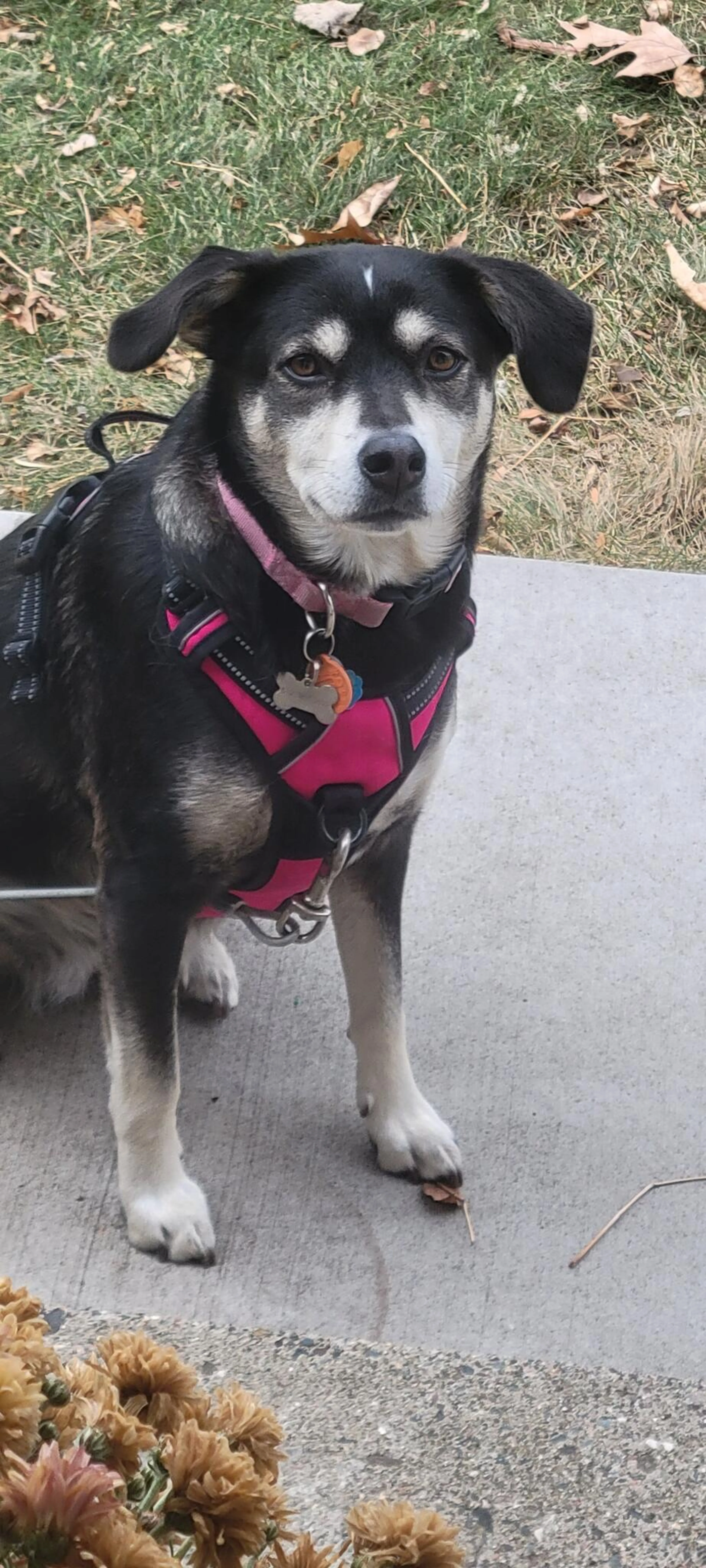 Lost pet