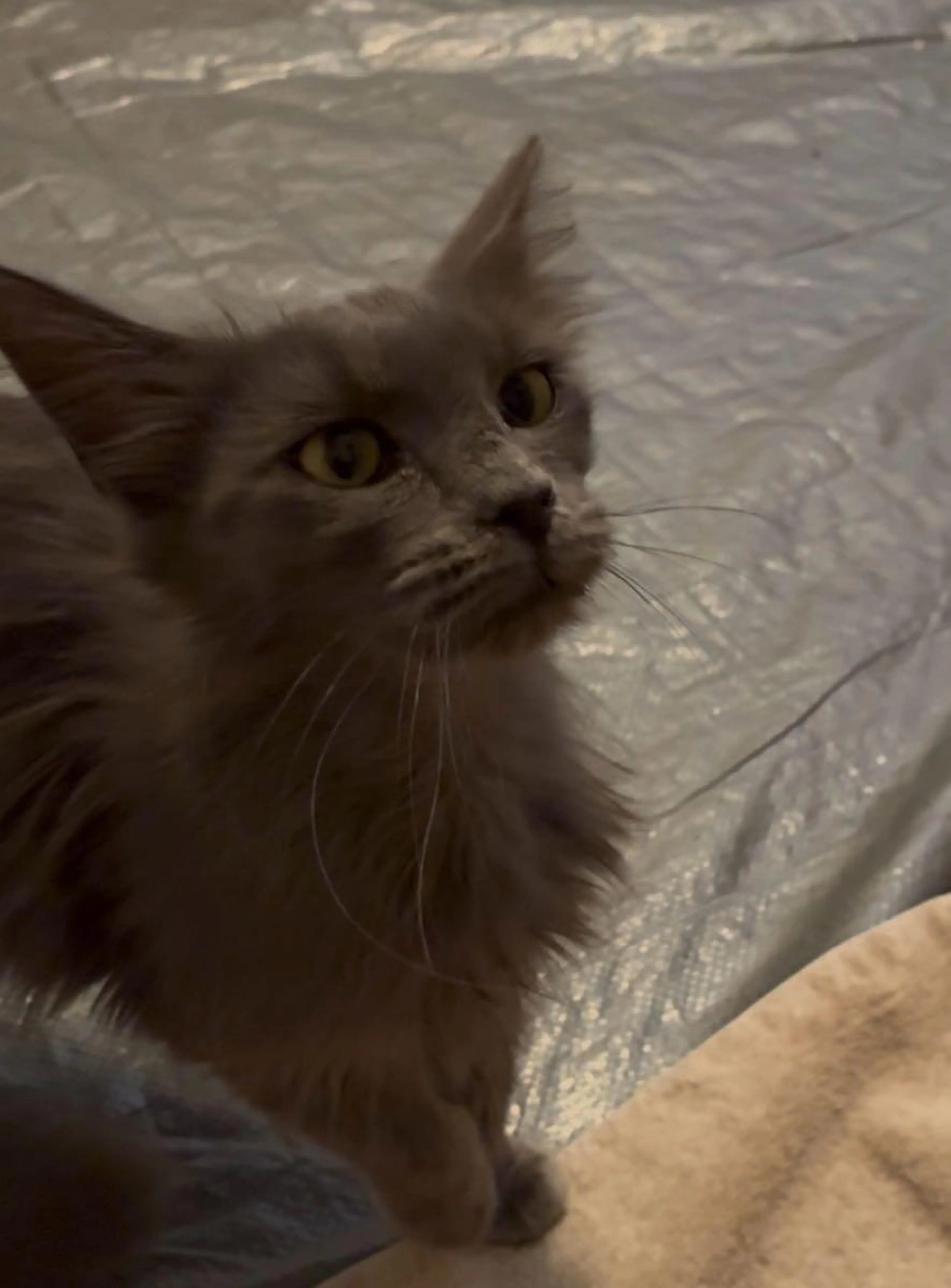Found pet
