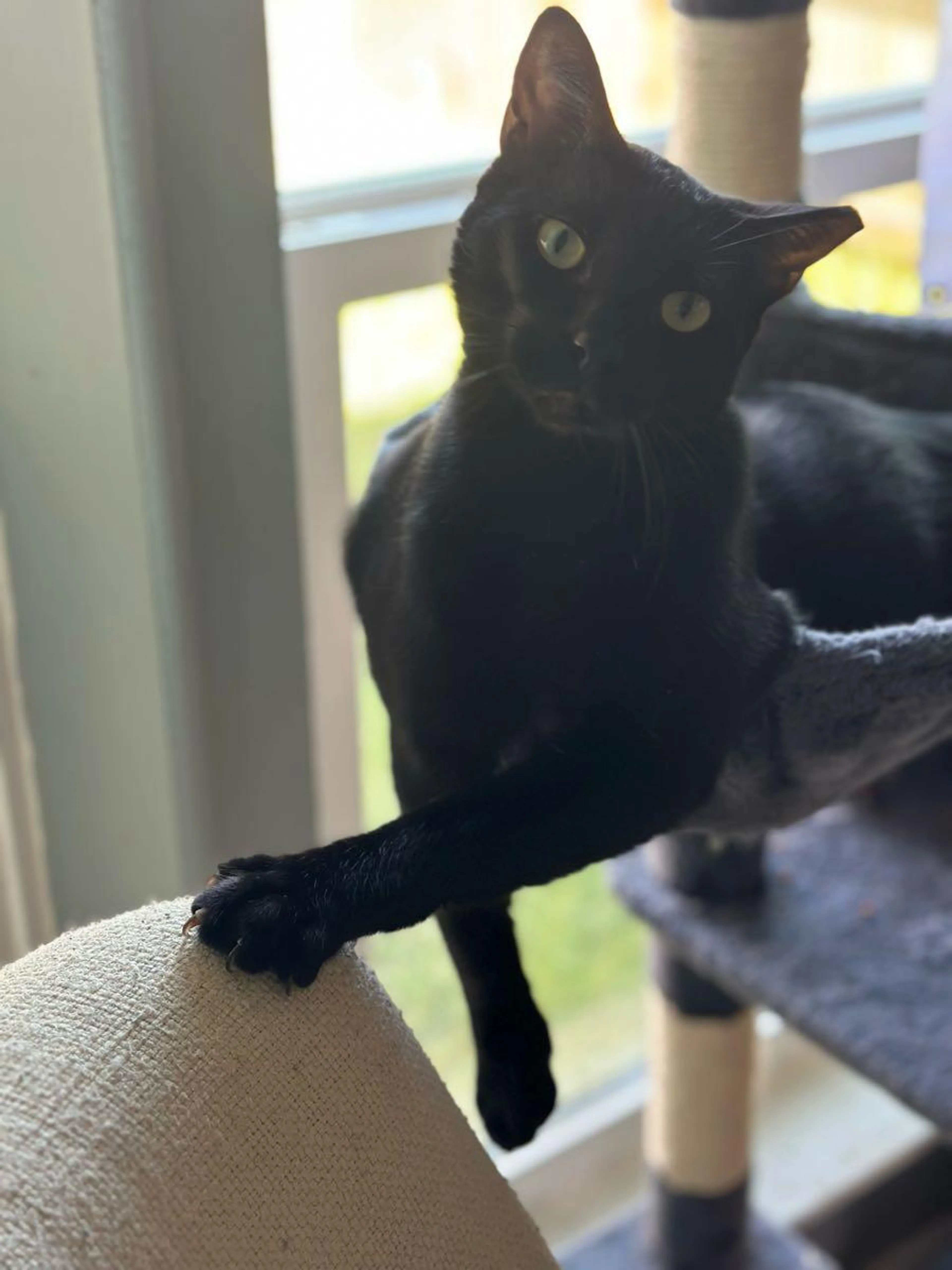 Lost pet