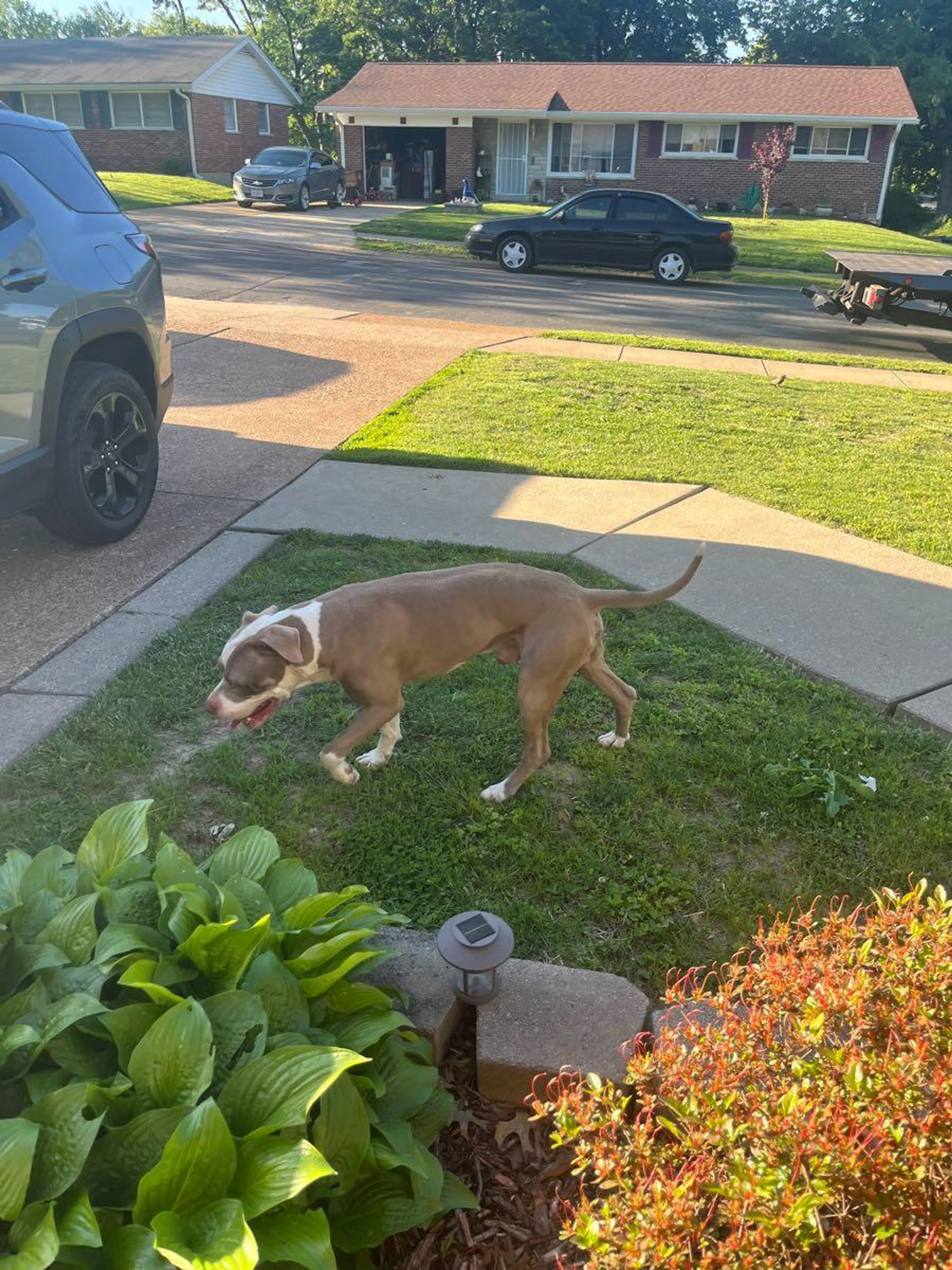 Found pet