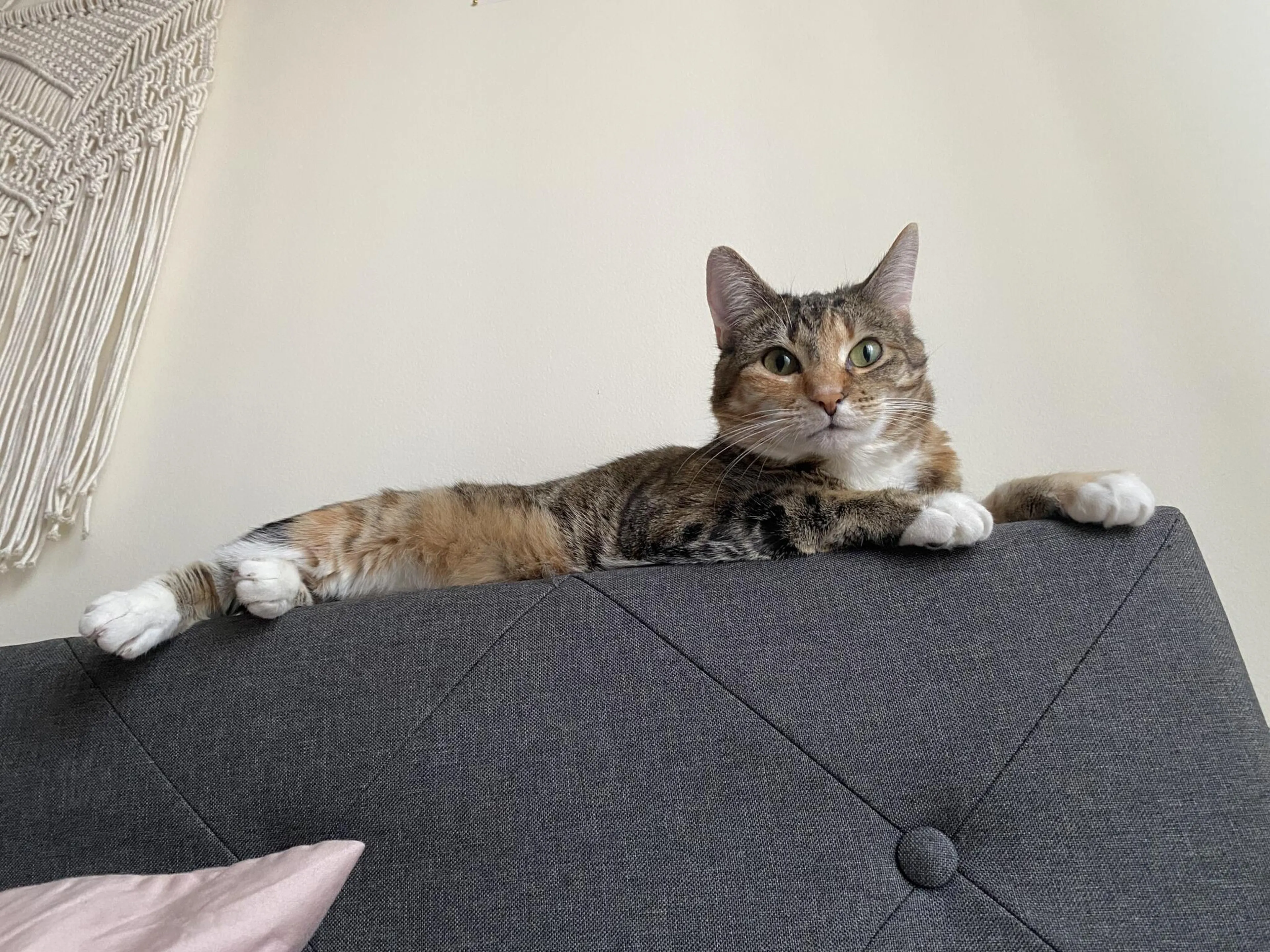Lost pet