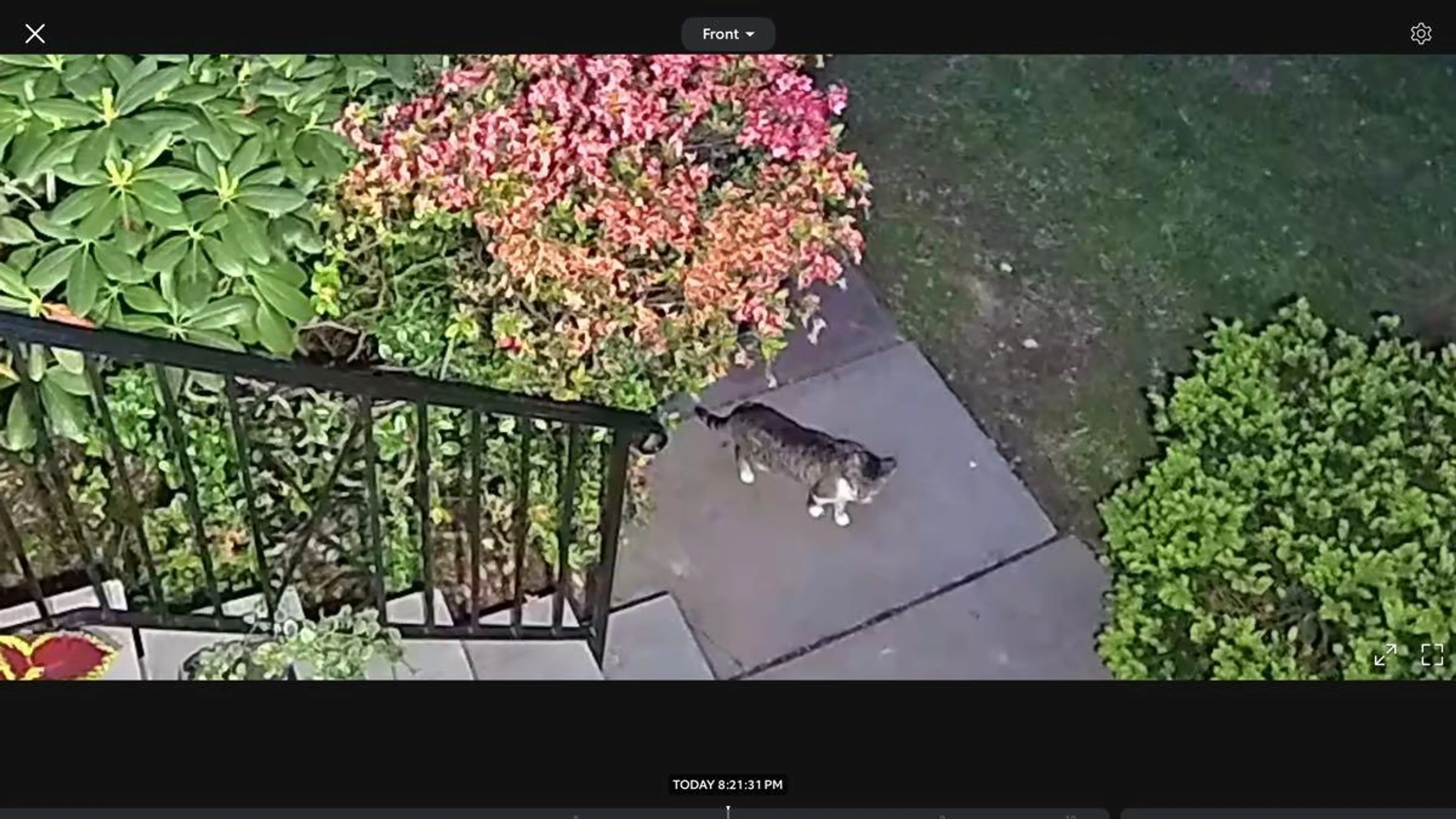 Found pet