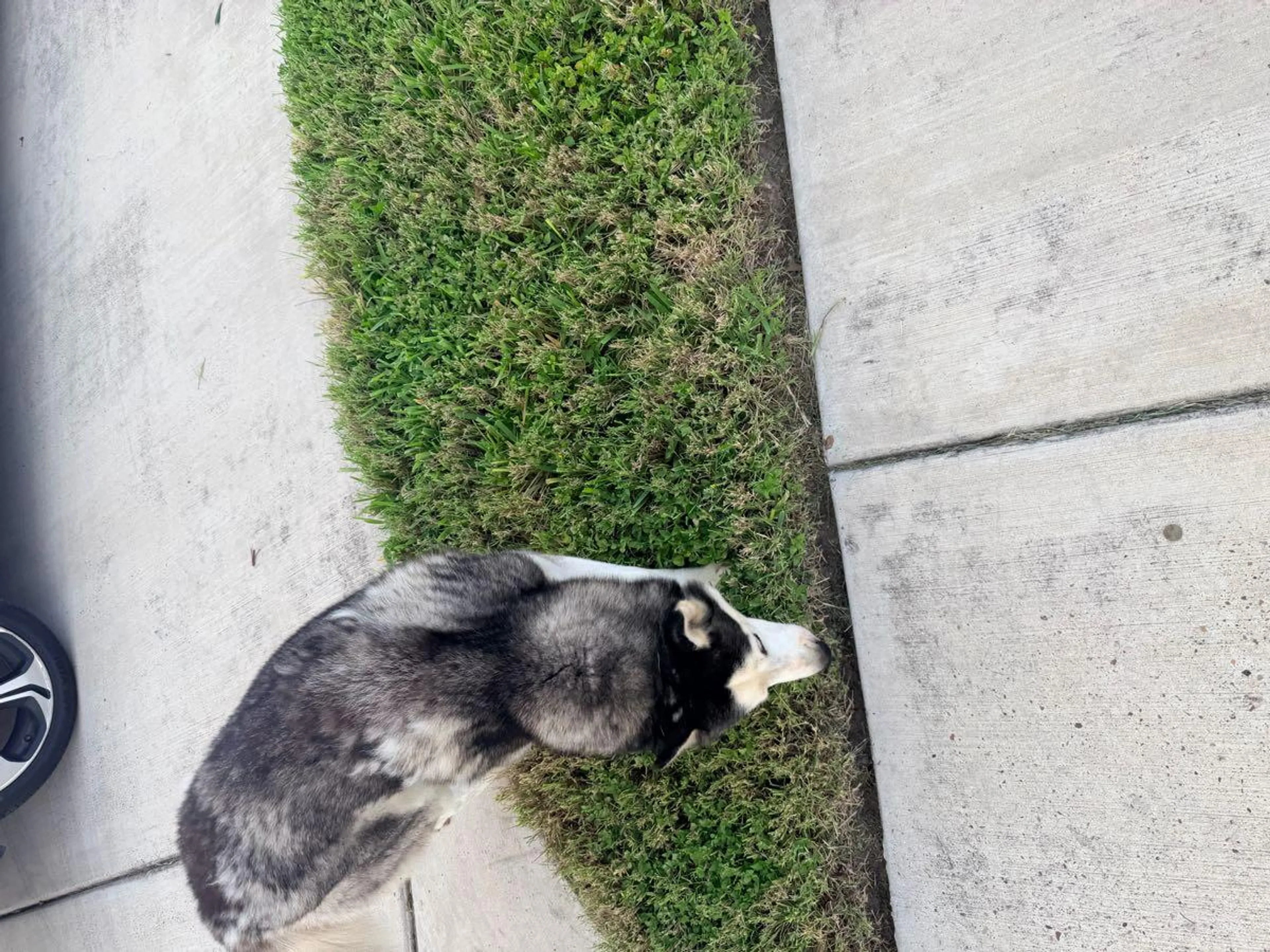 Lost pet