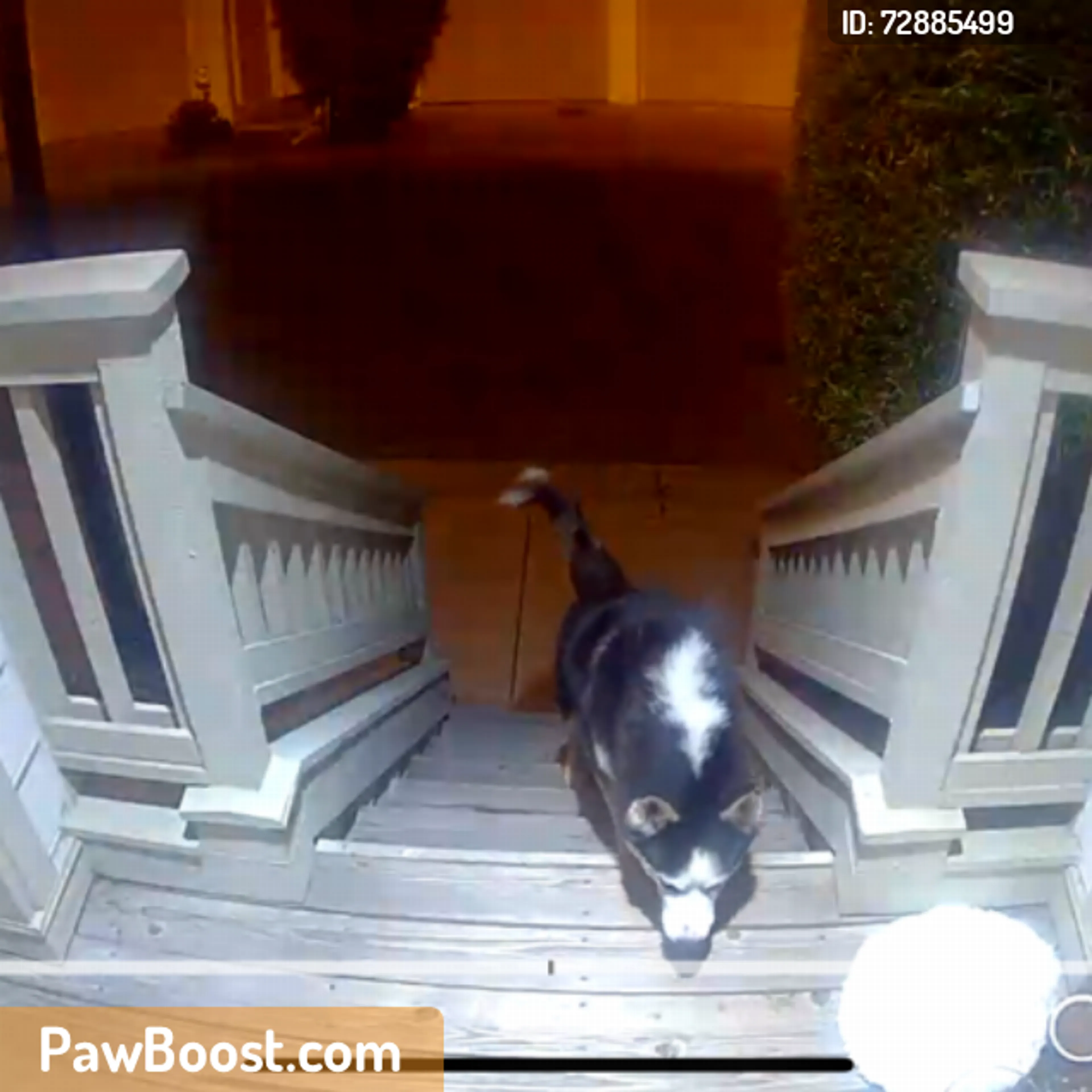 Found pet