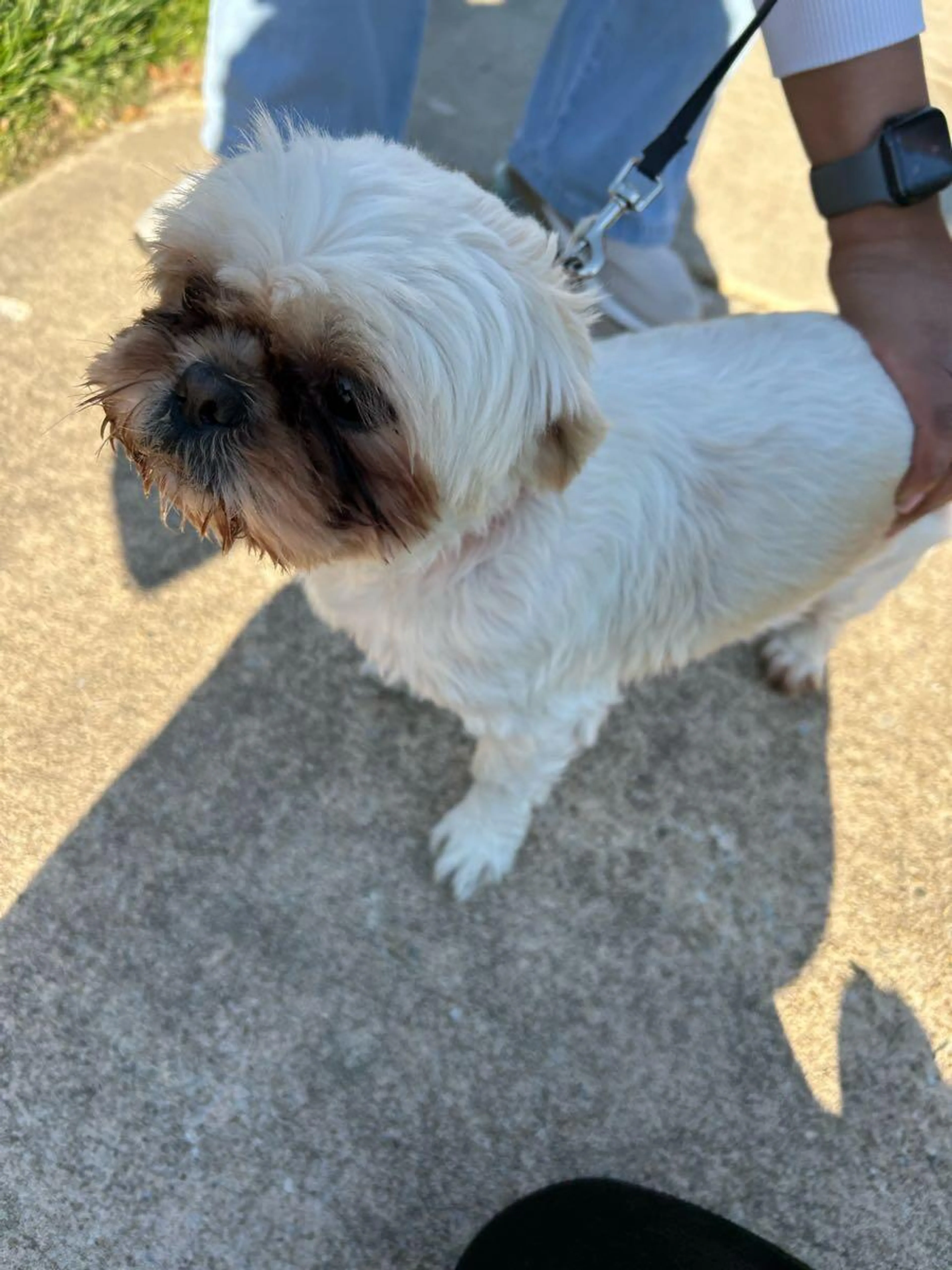 Found pet
