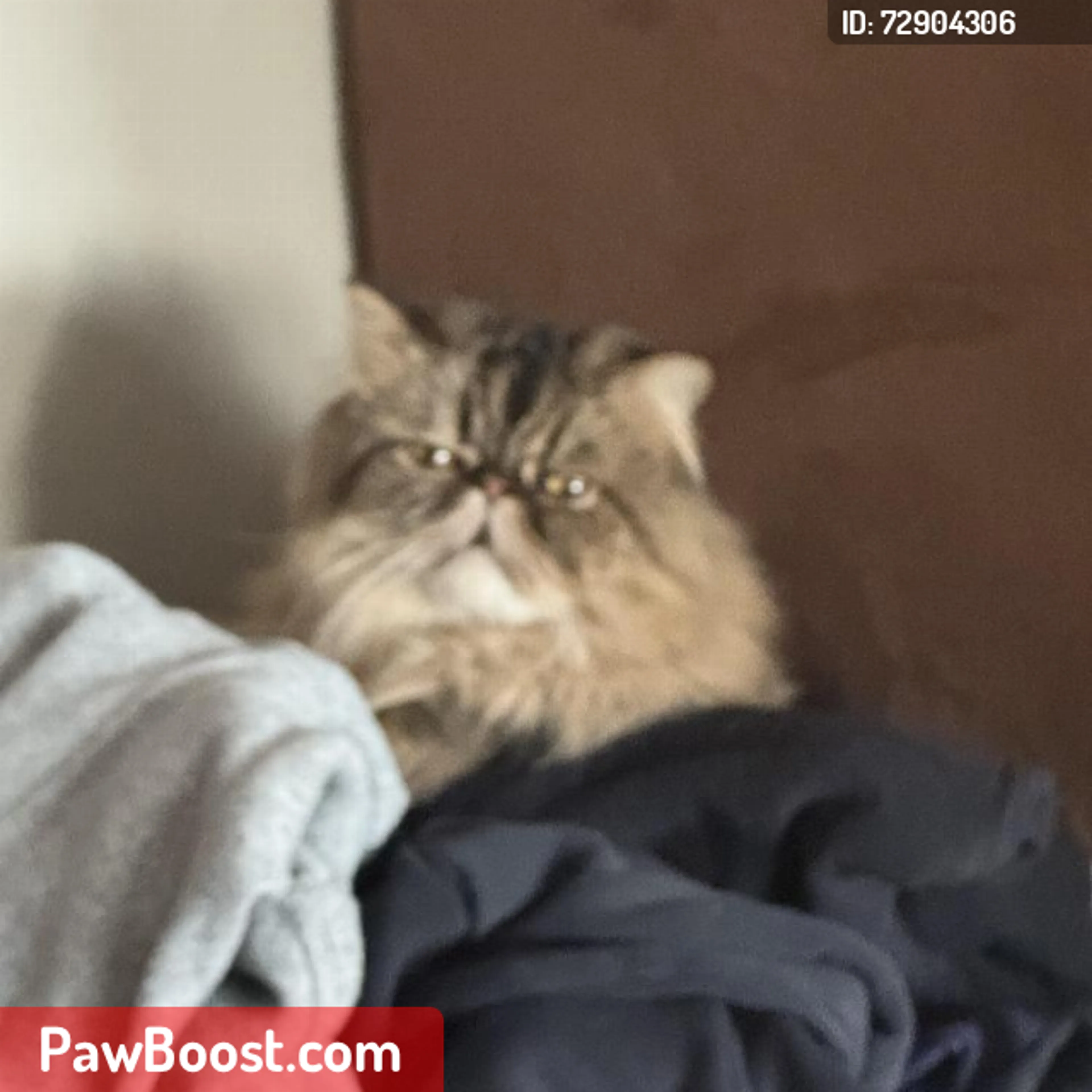 Lost pet