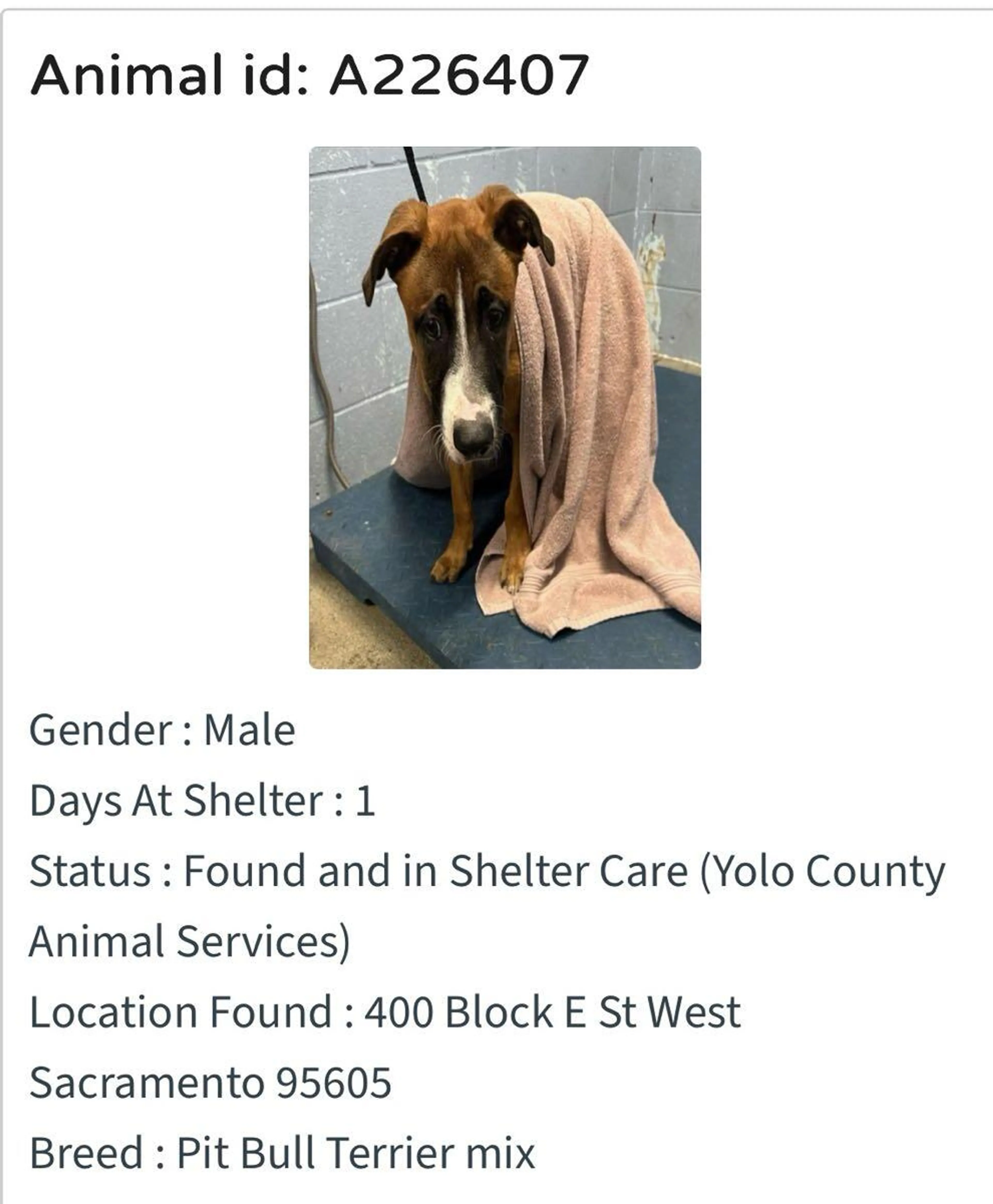 Found pet