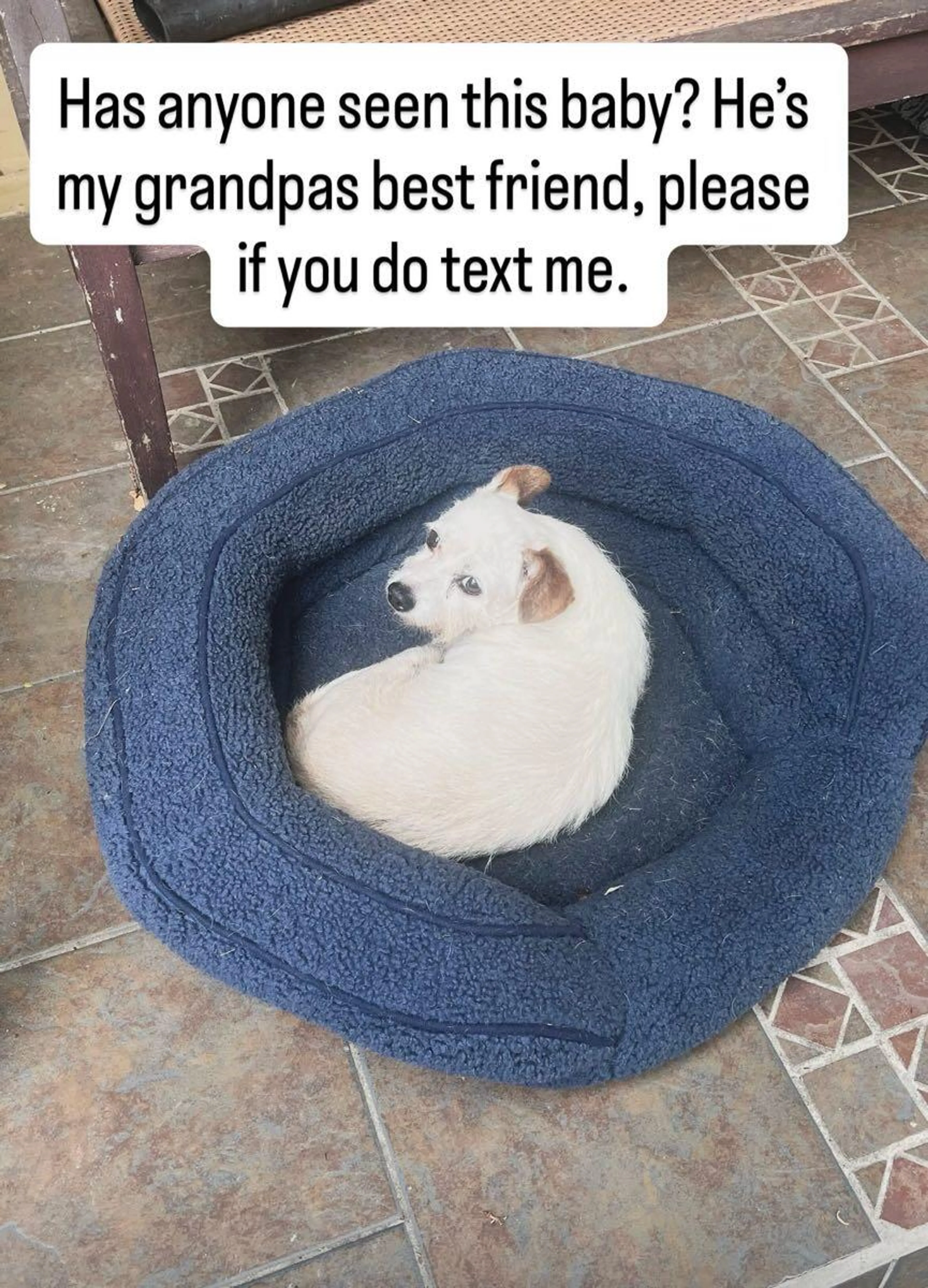 Found pet