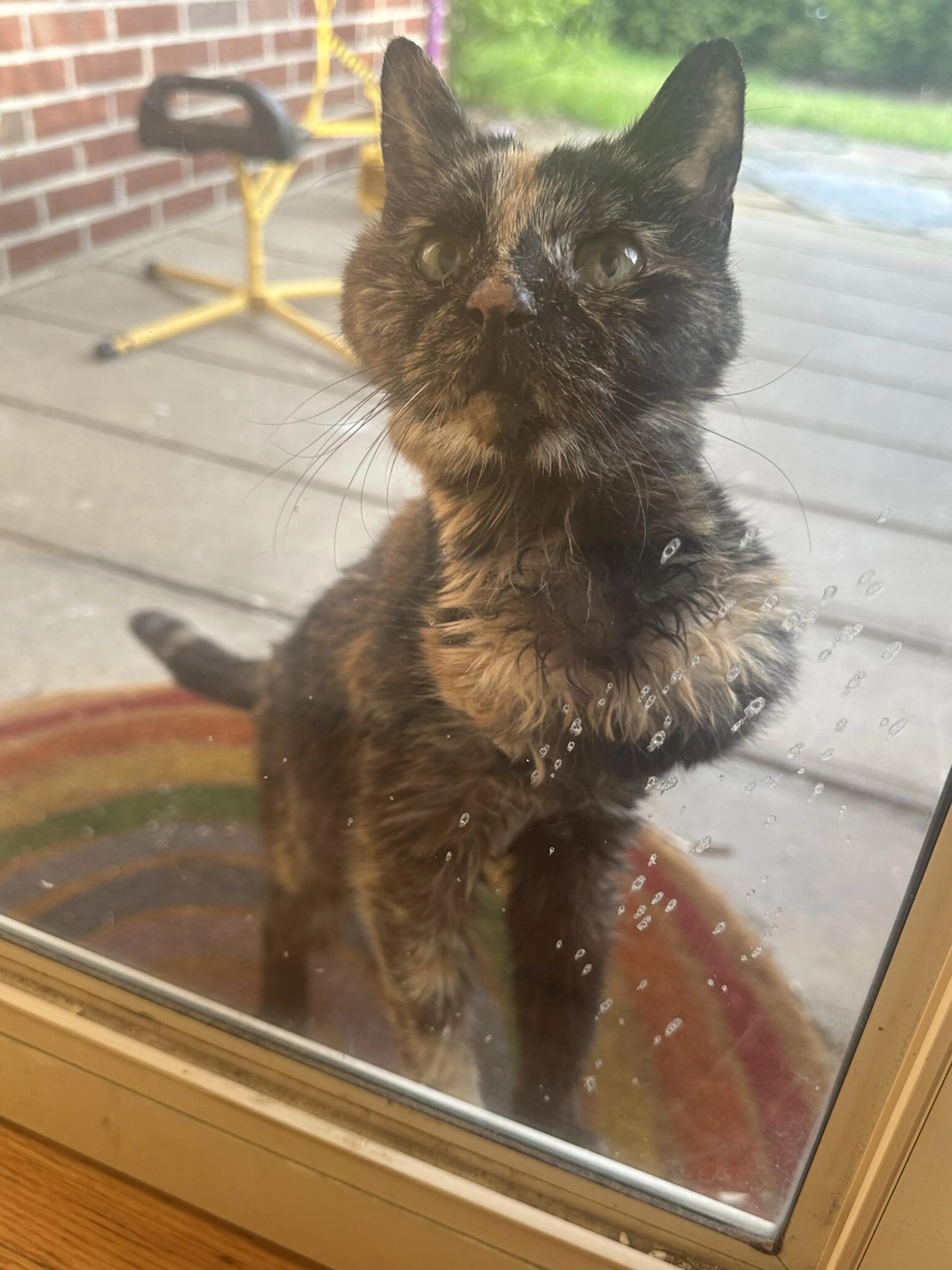 Found pet