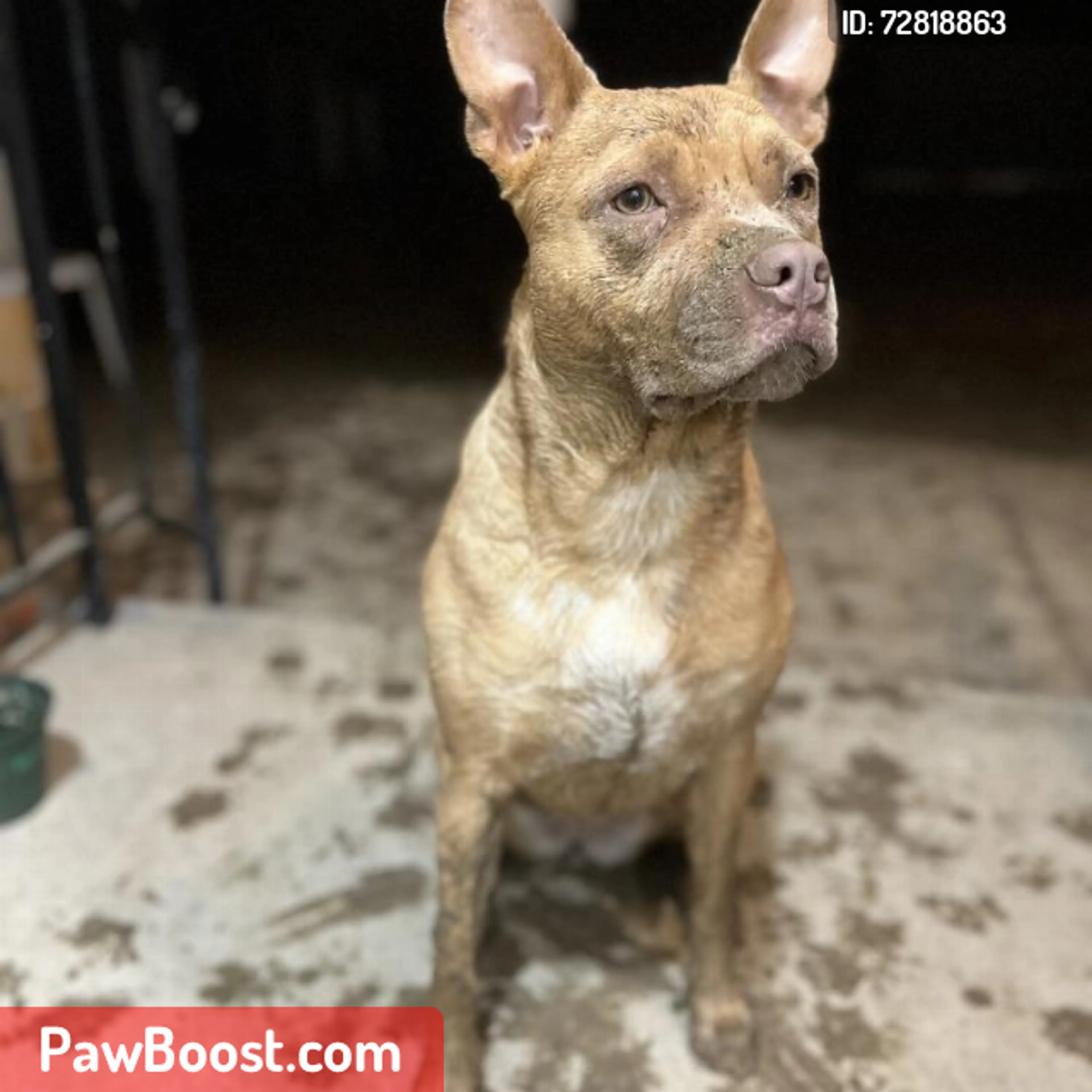 Lost pet
